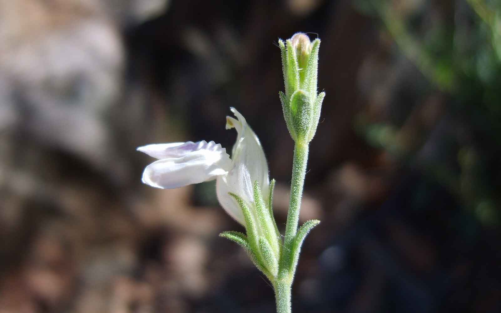 Photo close-up of a green plant.