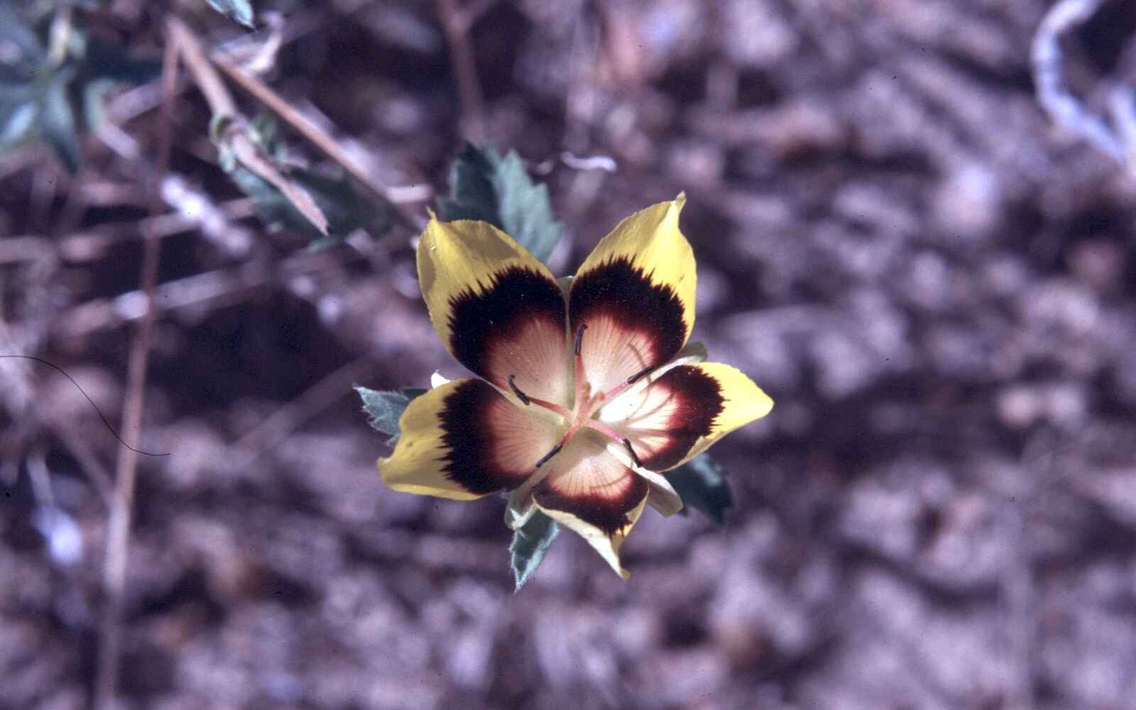 Photo close-up of a yellow and purple flower.