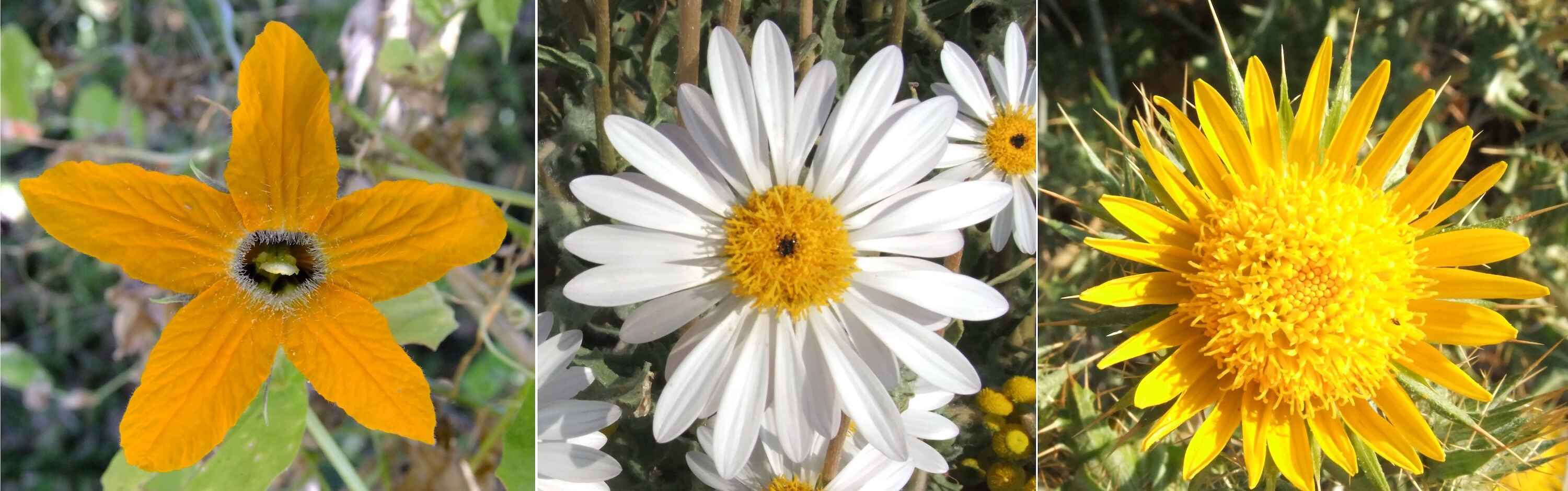 Three close-up images of Namibian flowers.