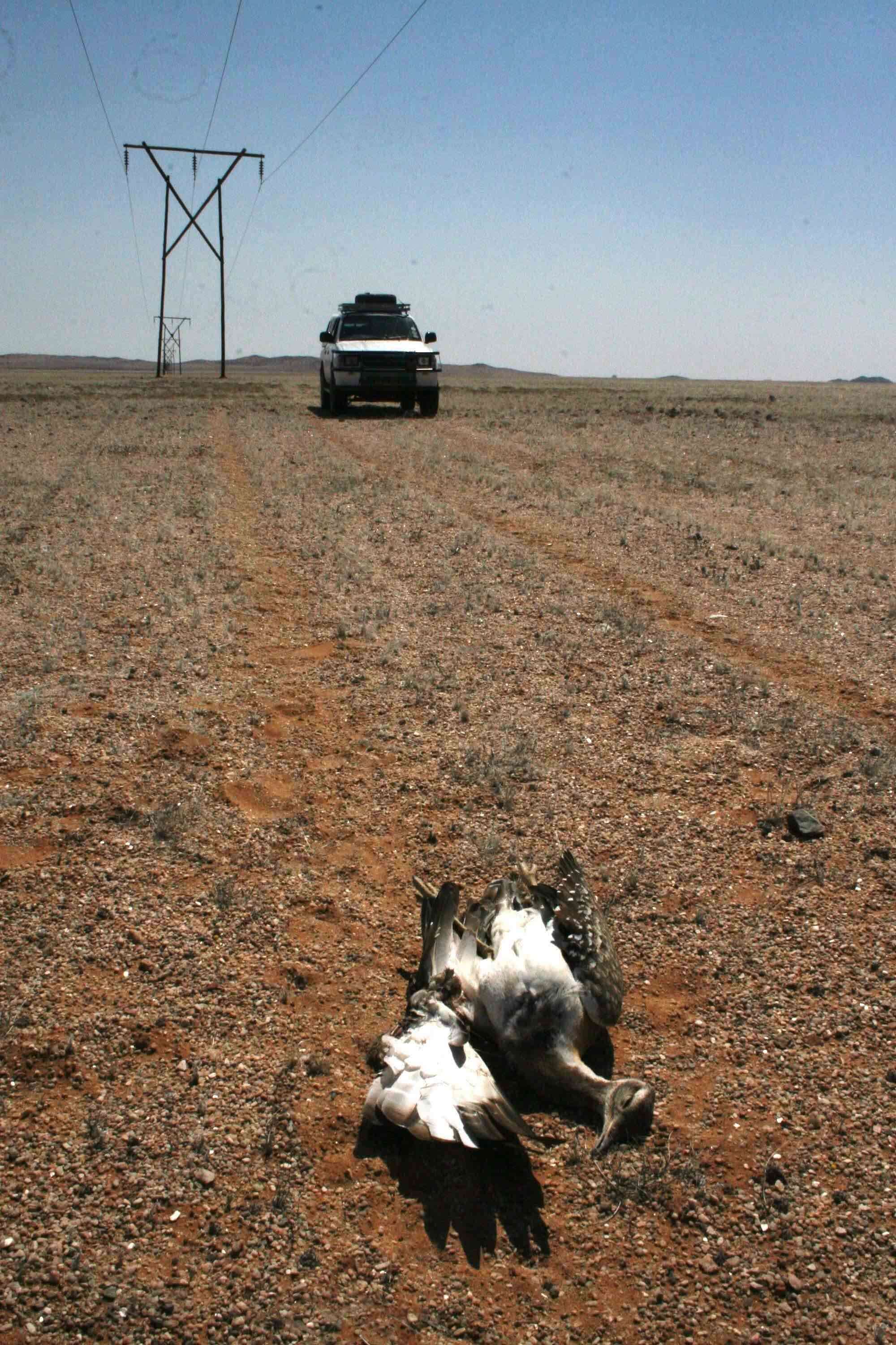 A pair of dead bustards line on a track below a powerline.