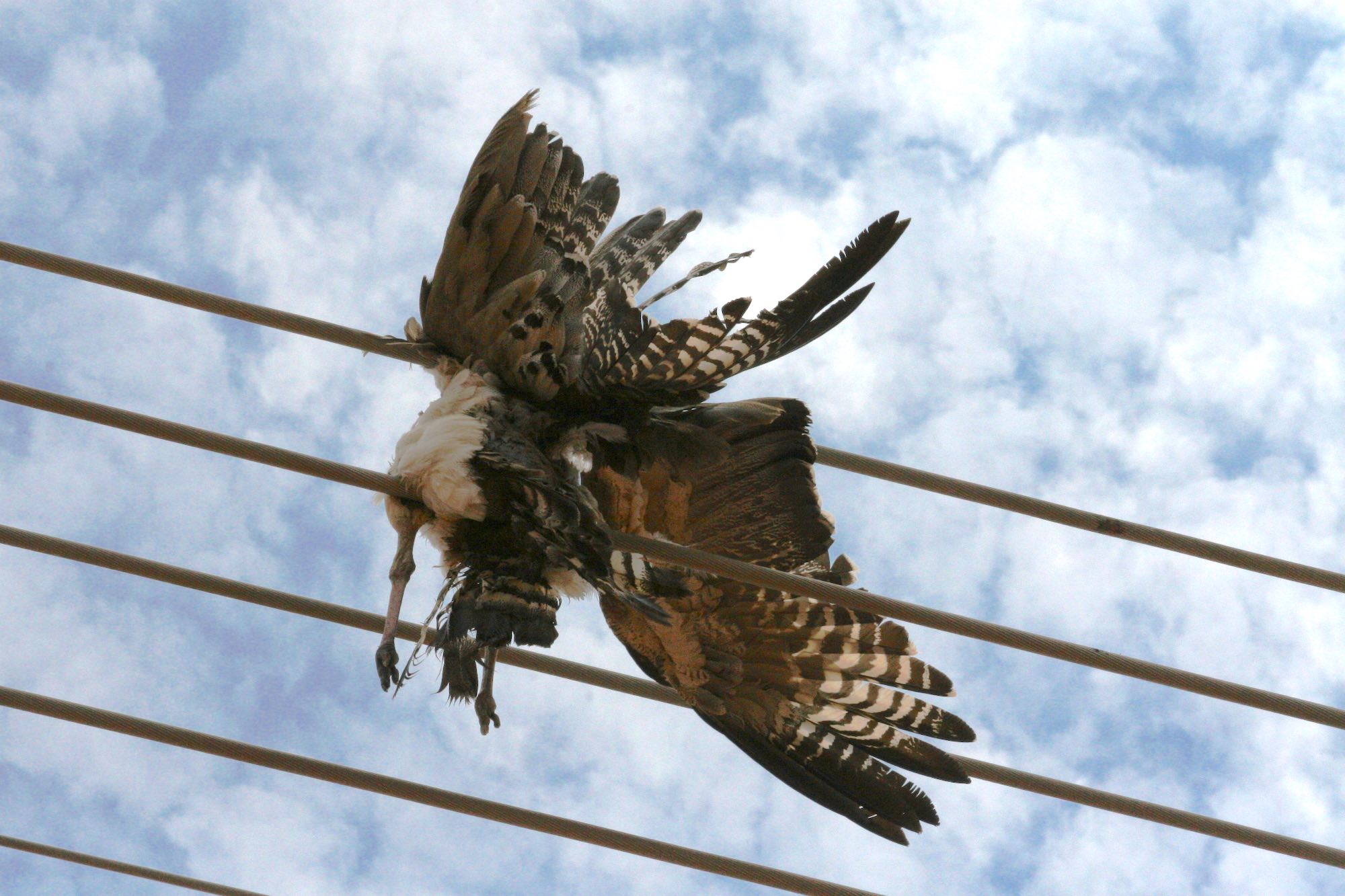 Closeup image of a Kori Bustard killed on impact with powerlines.