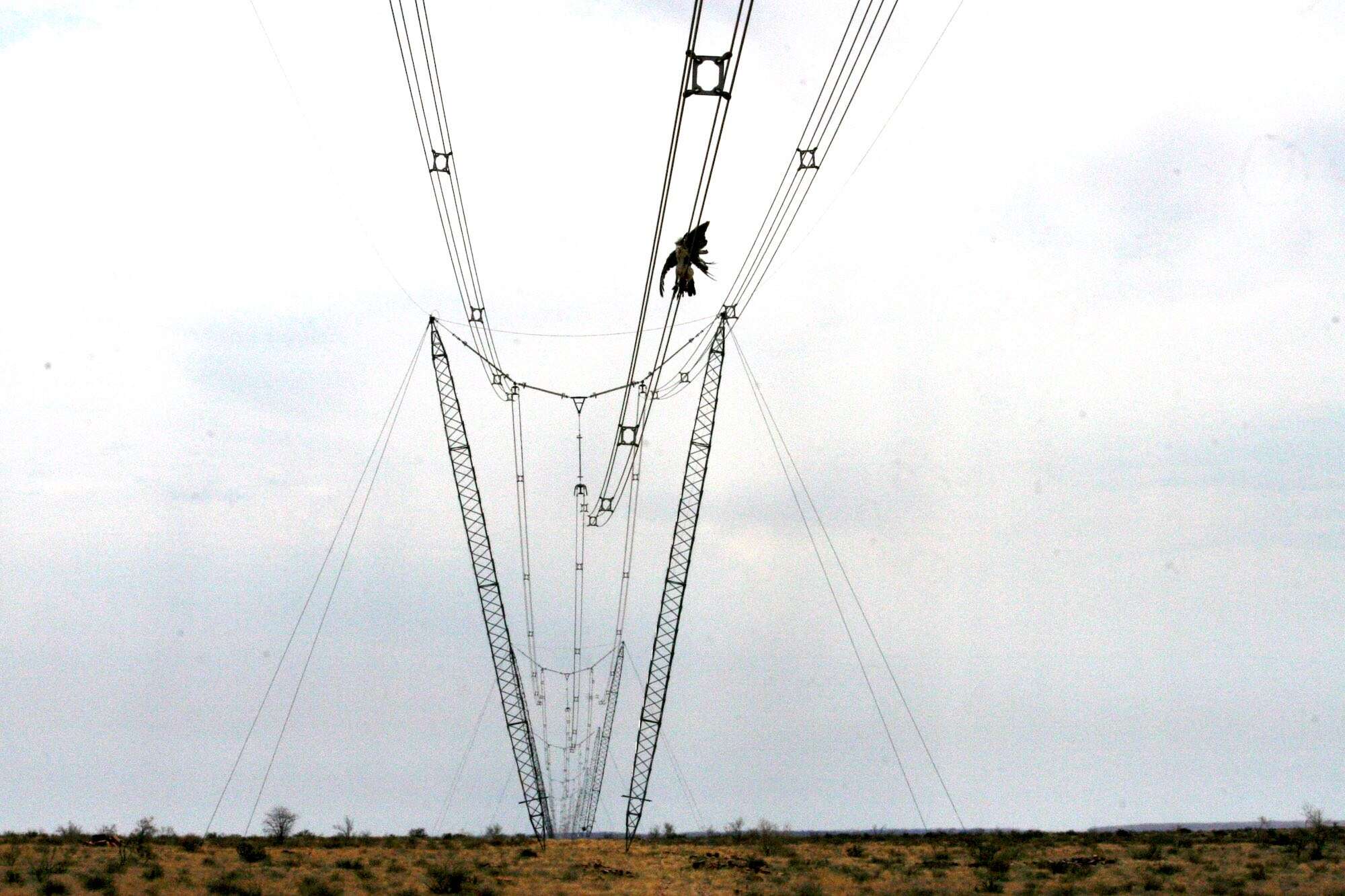 A Kori bustard trapped amongst live cables.