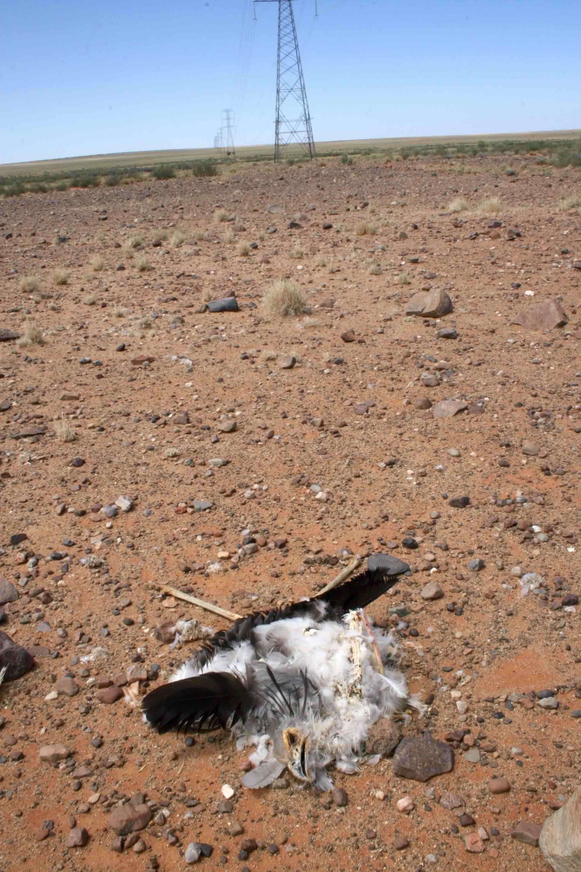 A secretary bird lines dead below a powerline.