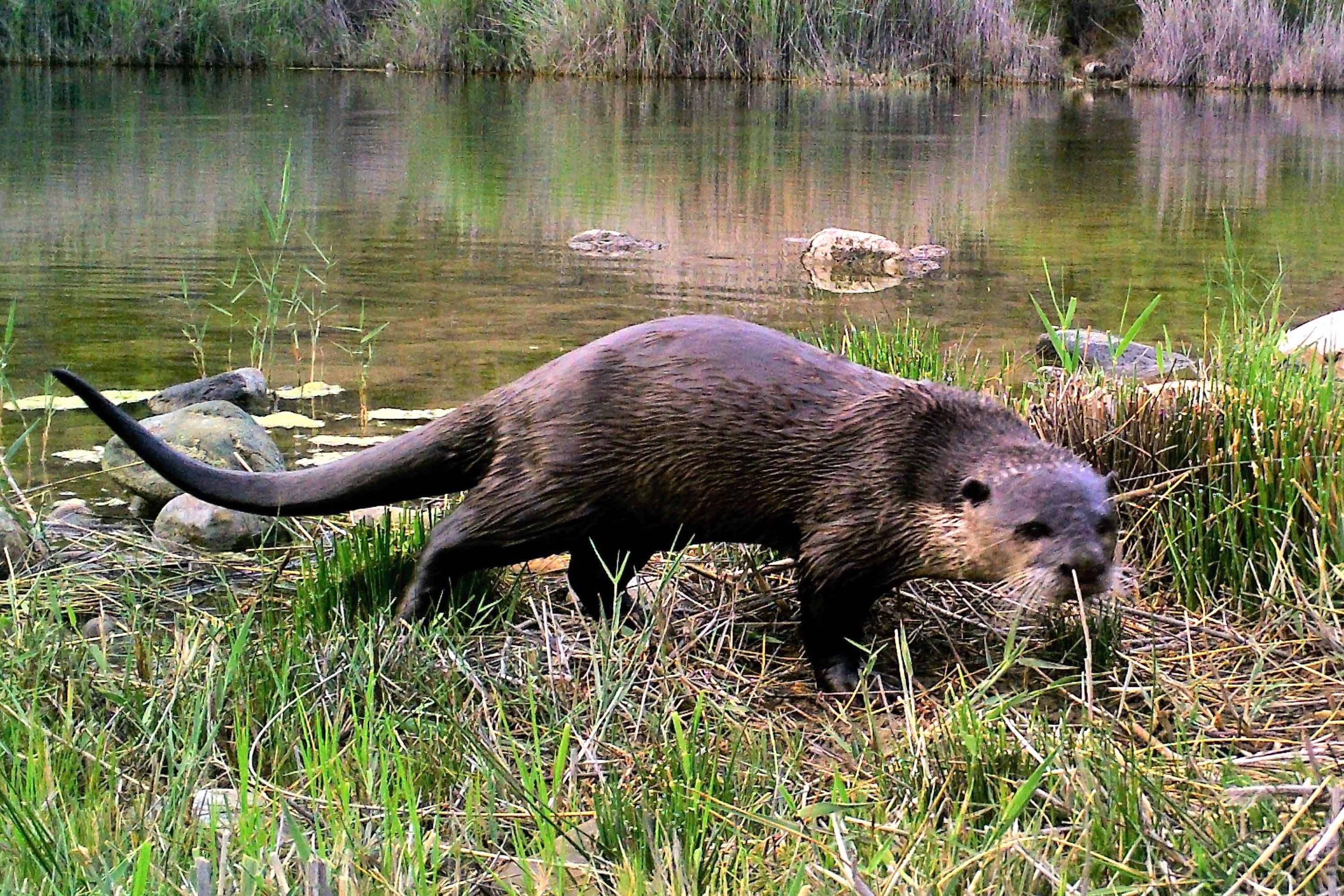 A cape clawless otter.