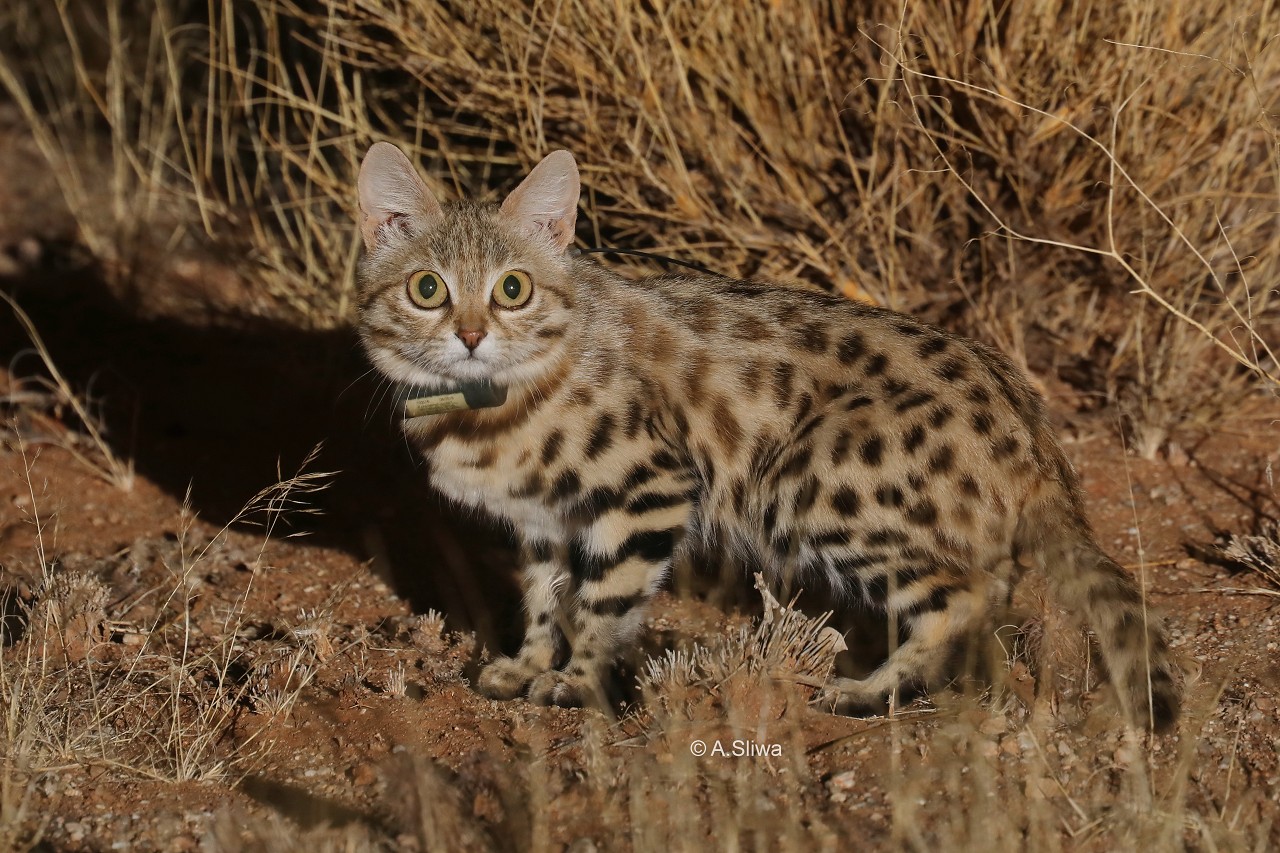 A black-footed cat.