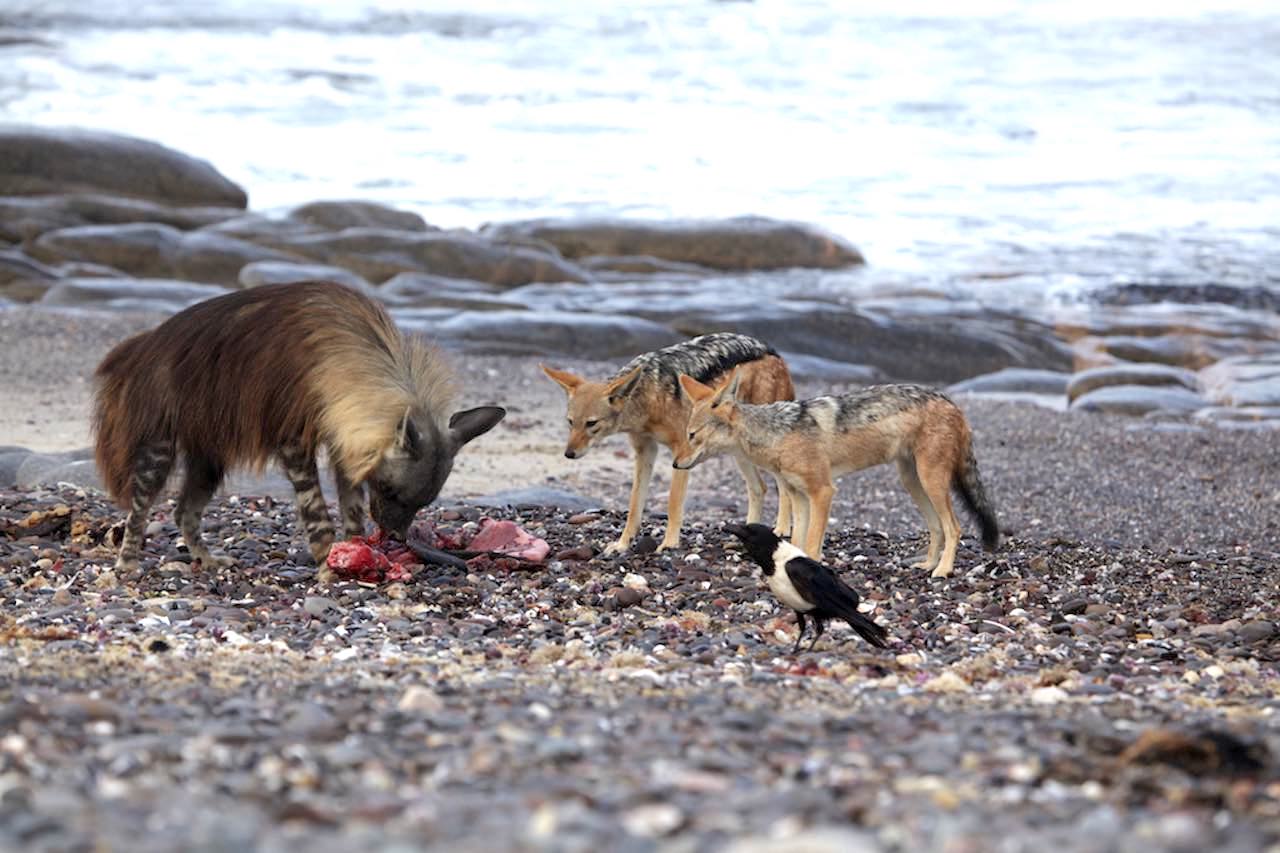 Two jackals and a magpie watch a brown hyaena feeding.