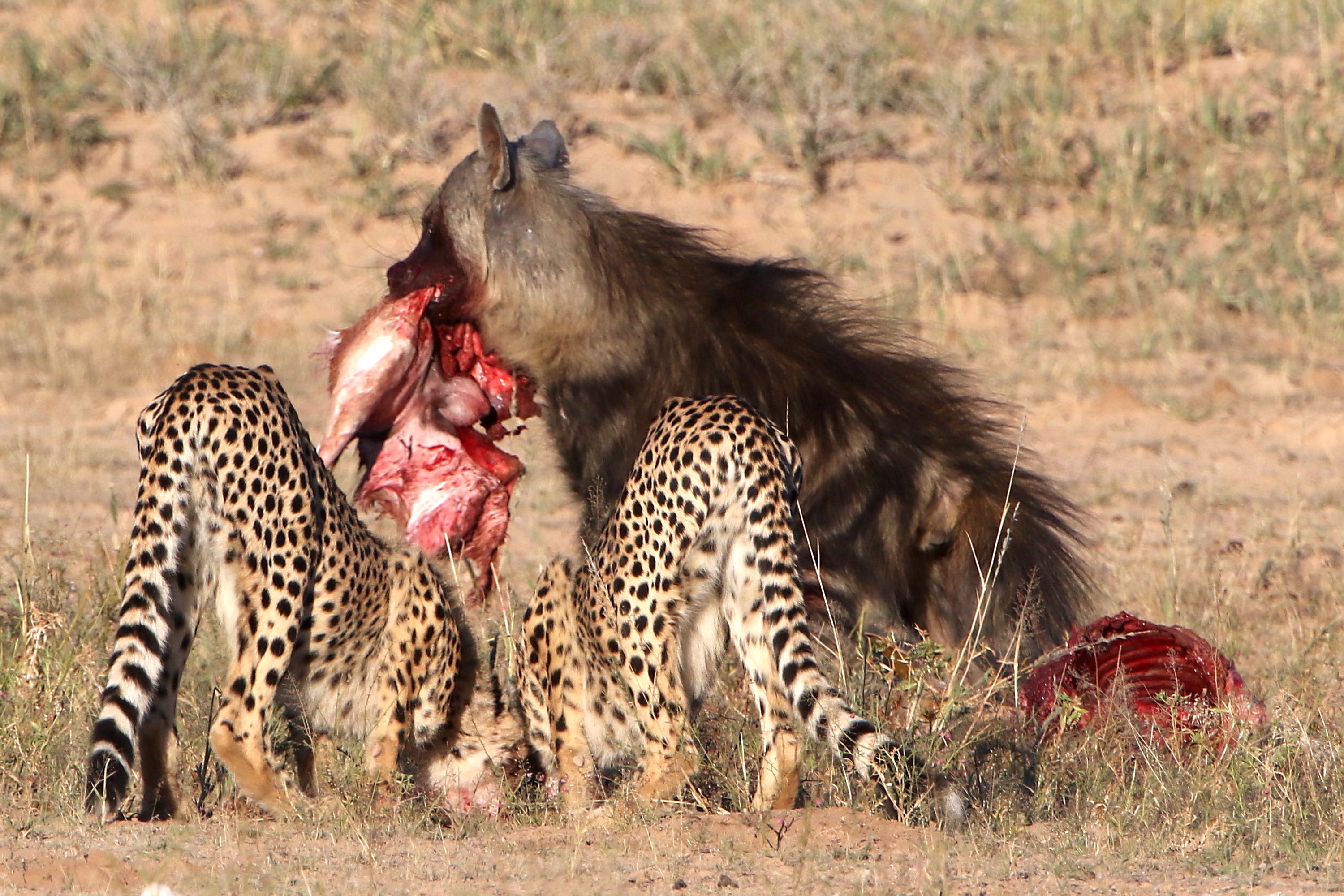 Two cheetas and a brown hyaena share a carcass.