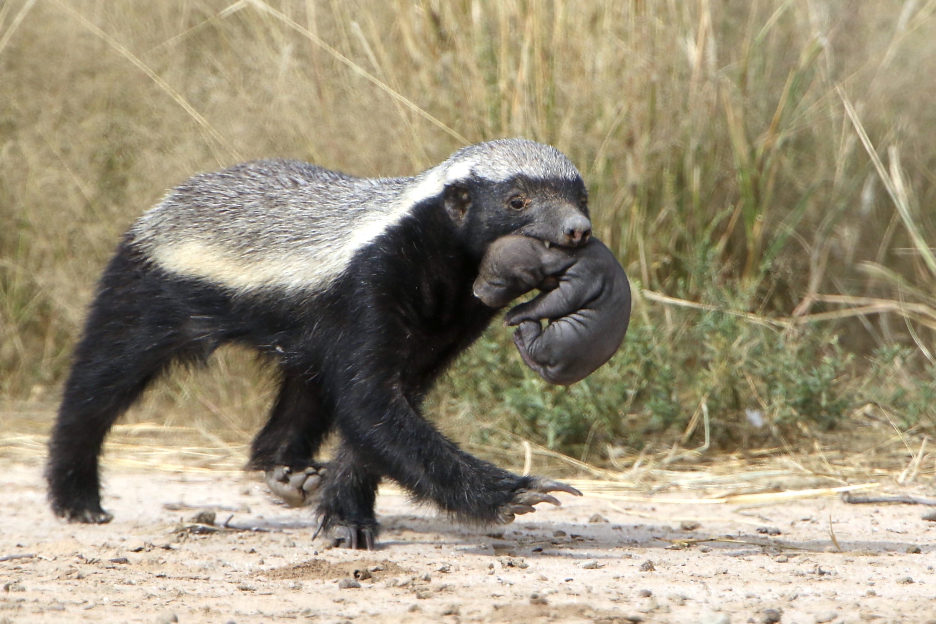 A honey badger carrying it's cub.