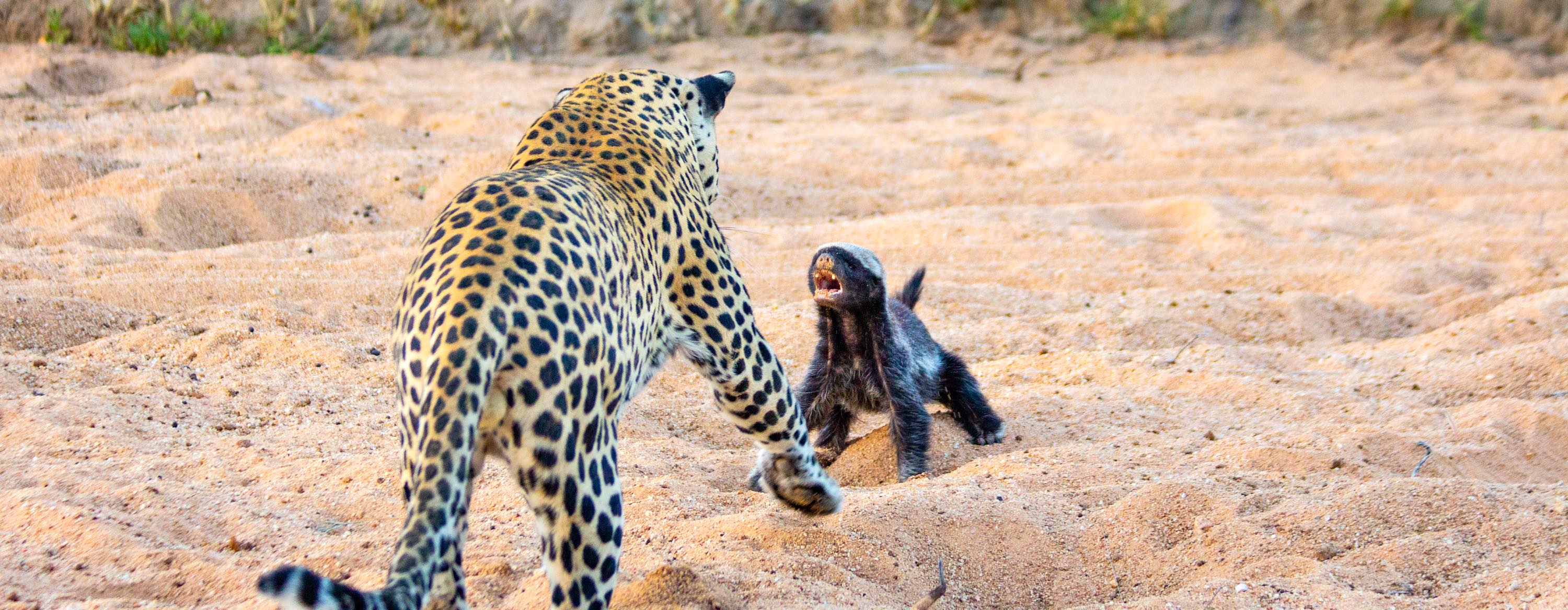 A leopard faces off against an angry-looking honey badger.