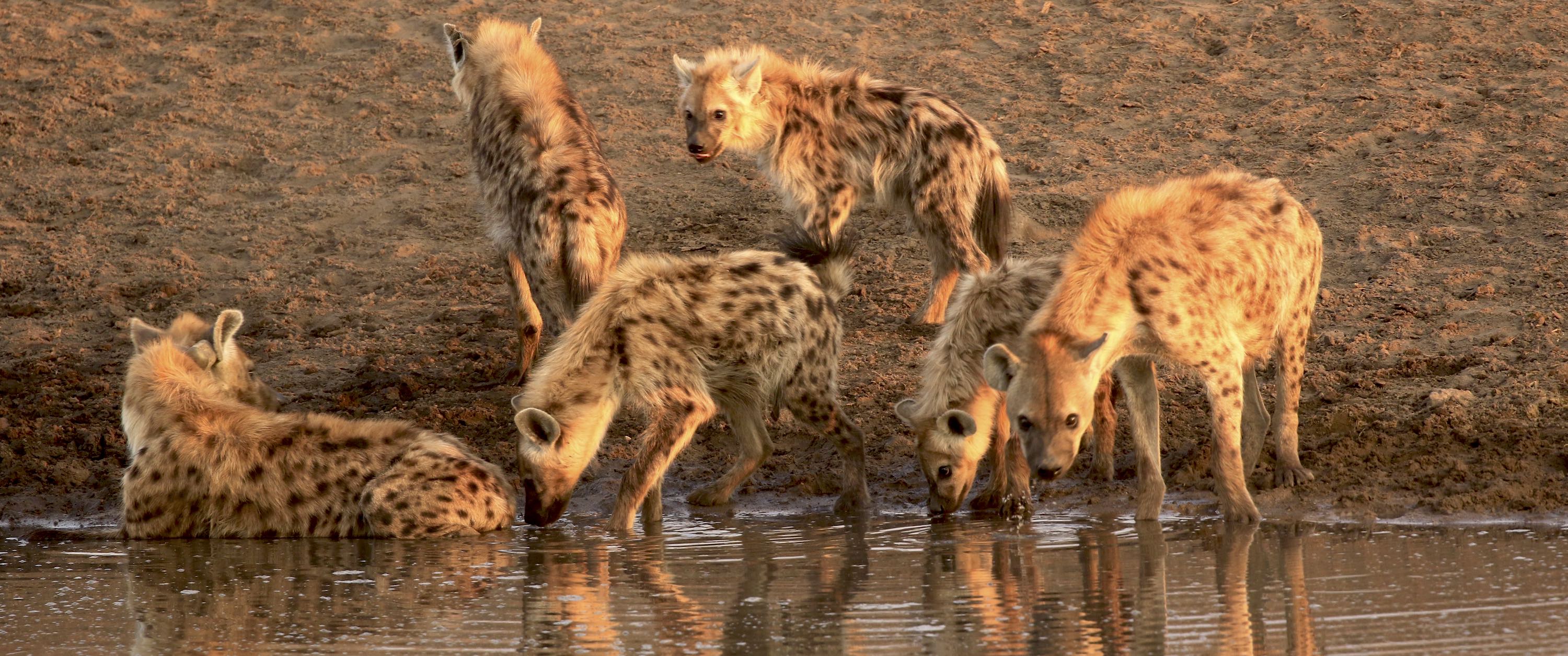 A group of spotted hyenas drinking at a waterhole.