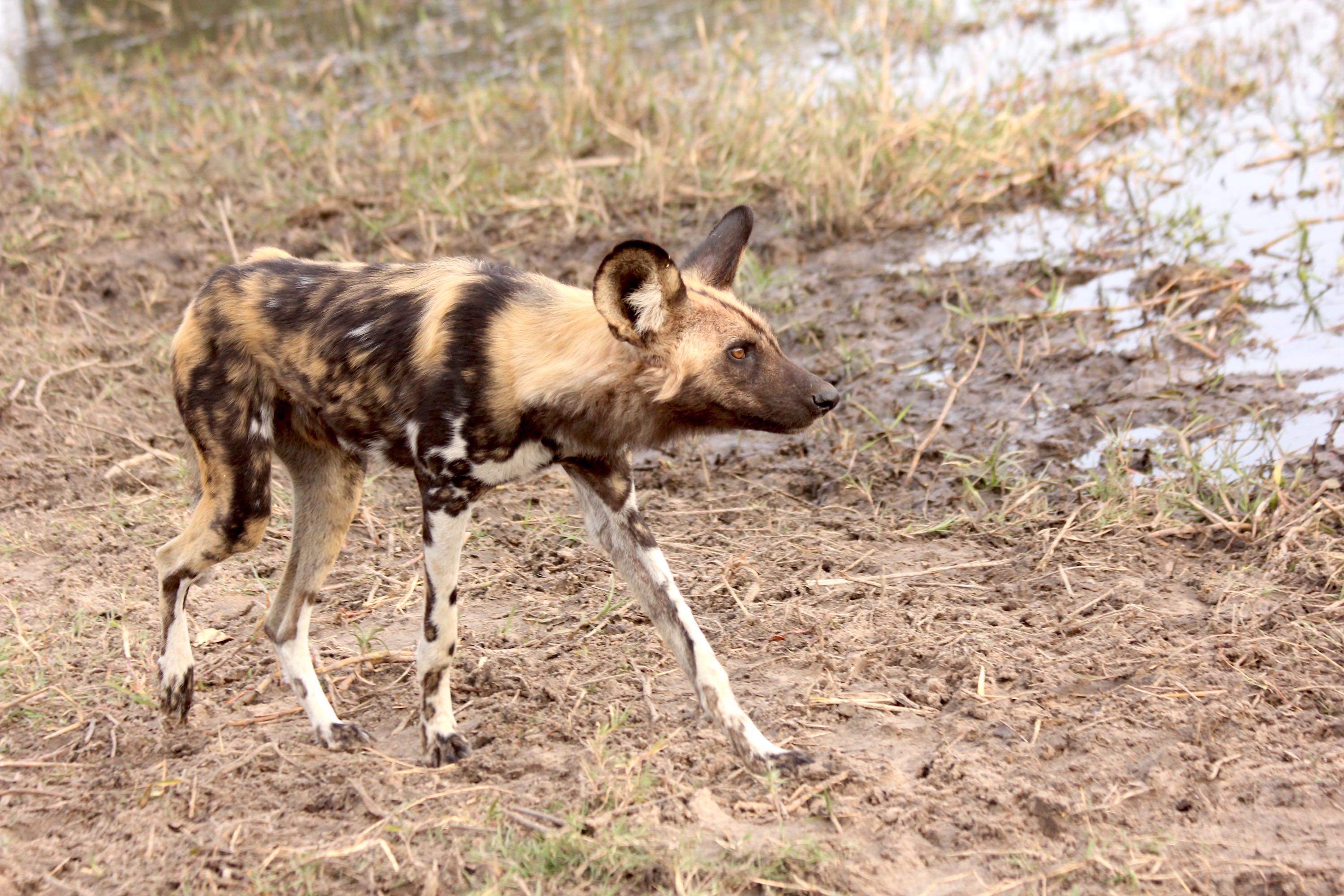 An African wild dog.