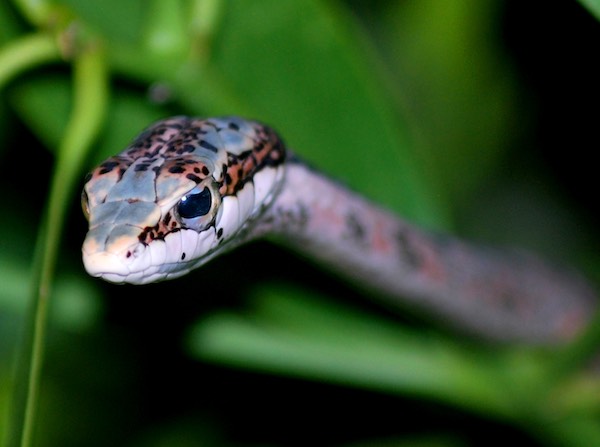 An African vine snake.