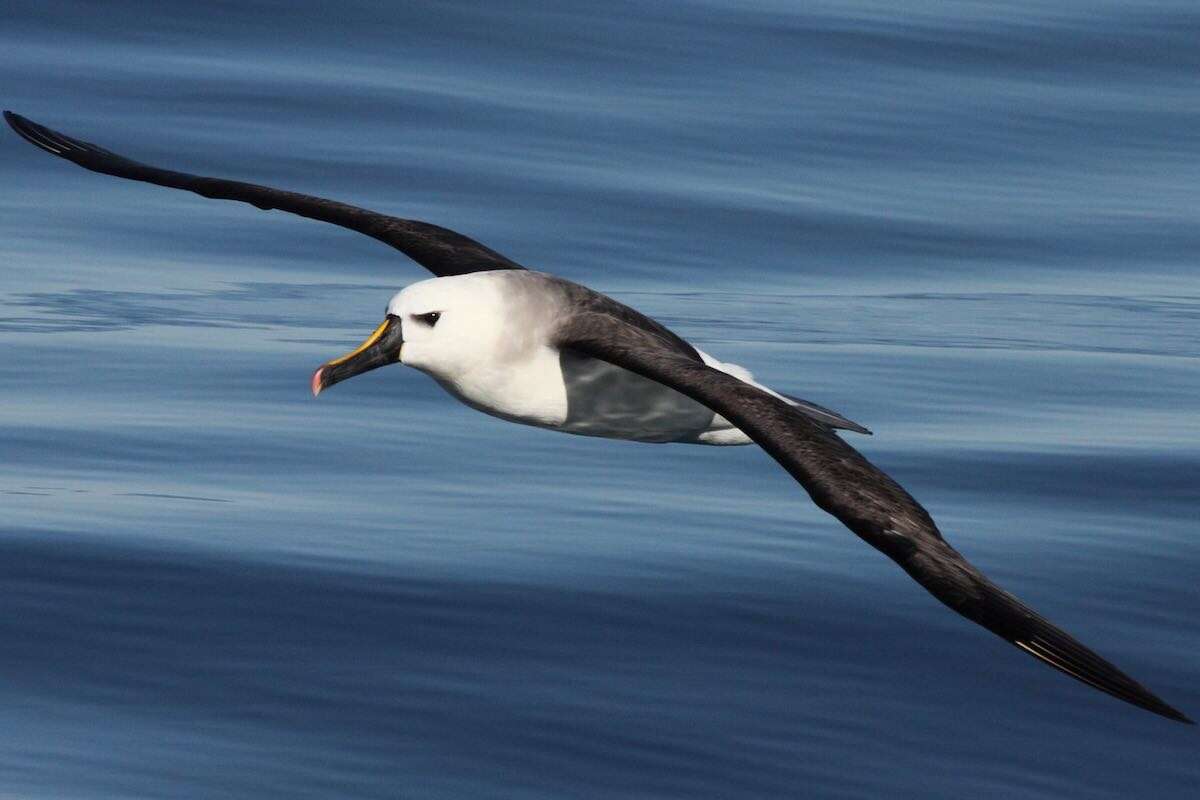 An albatross gliding across the waves.