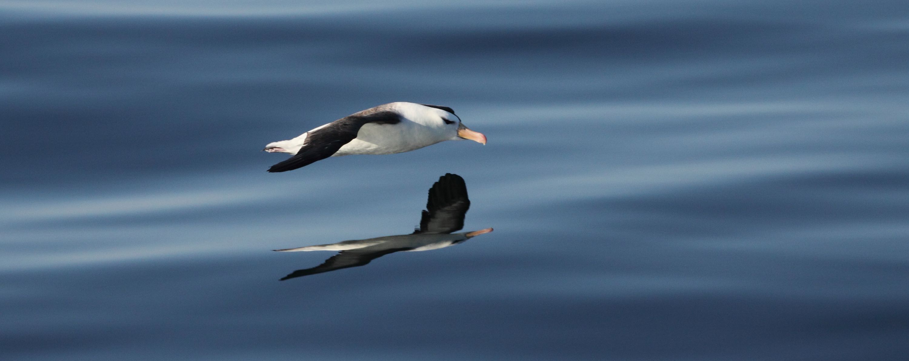 An albatross skimming the sea surface.