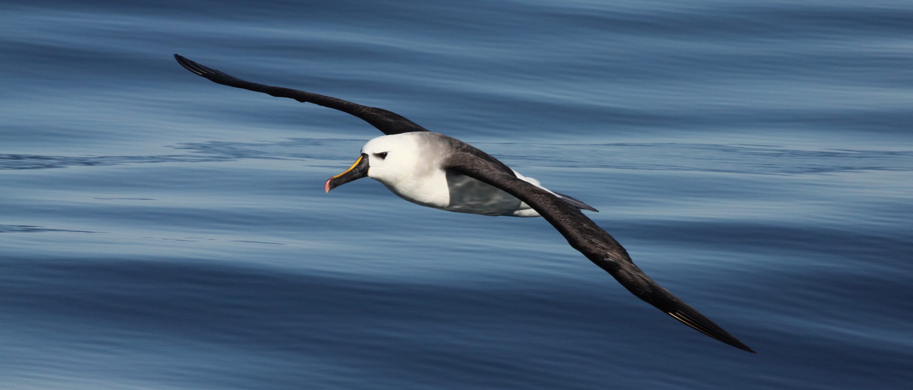 An albatross glides close to the ocean surface.