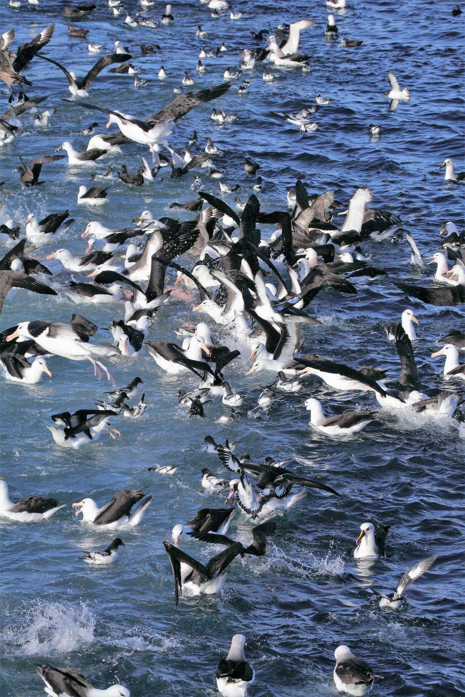 A huge mass of seabirds, some flying, some of the sea surface.