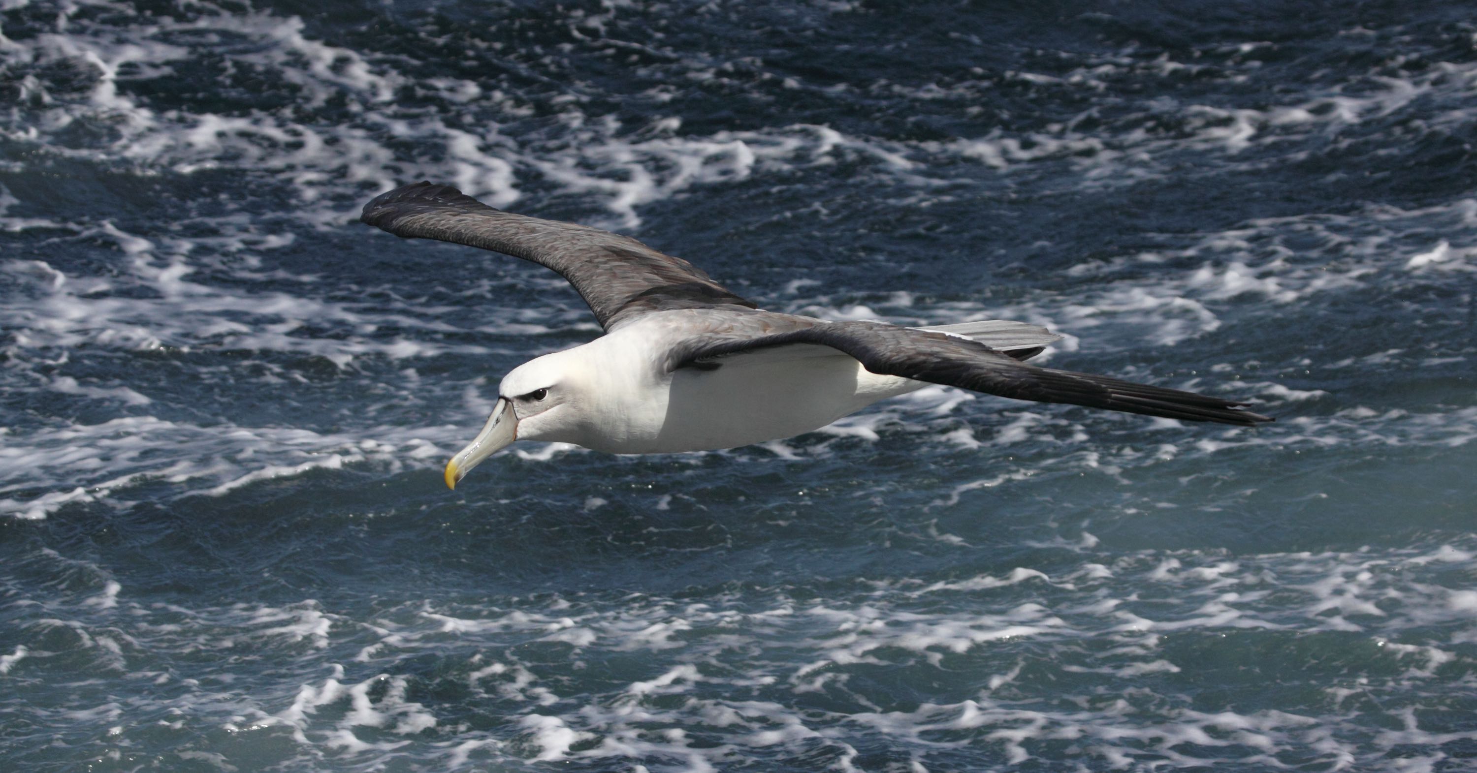 An albatross flies above foam flecked waves.
