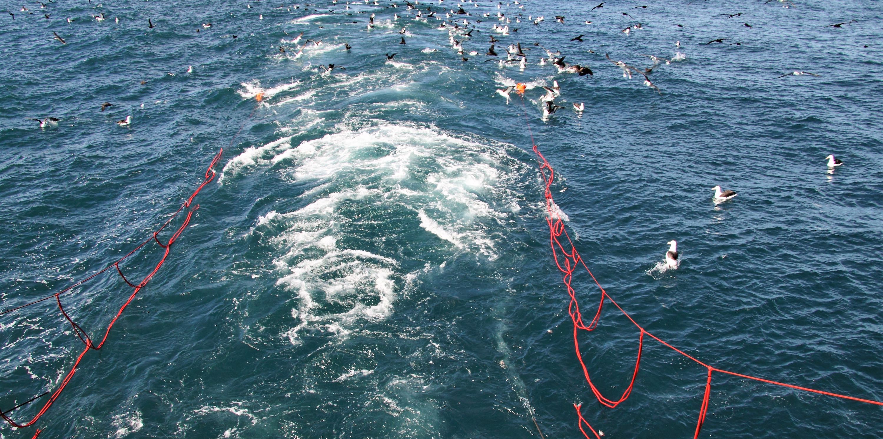 Birds avoid the red ropes deployed behind a trawler.
