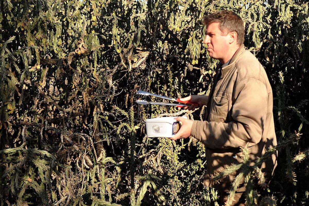 A man carrying a plastic box and a pair of braai tongs moves cautiously through thick spiny bushes.