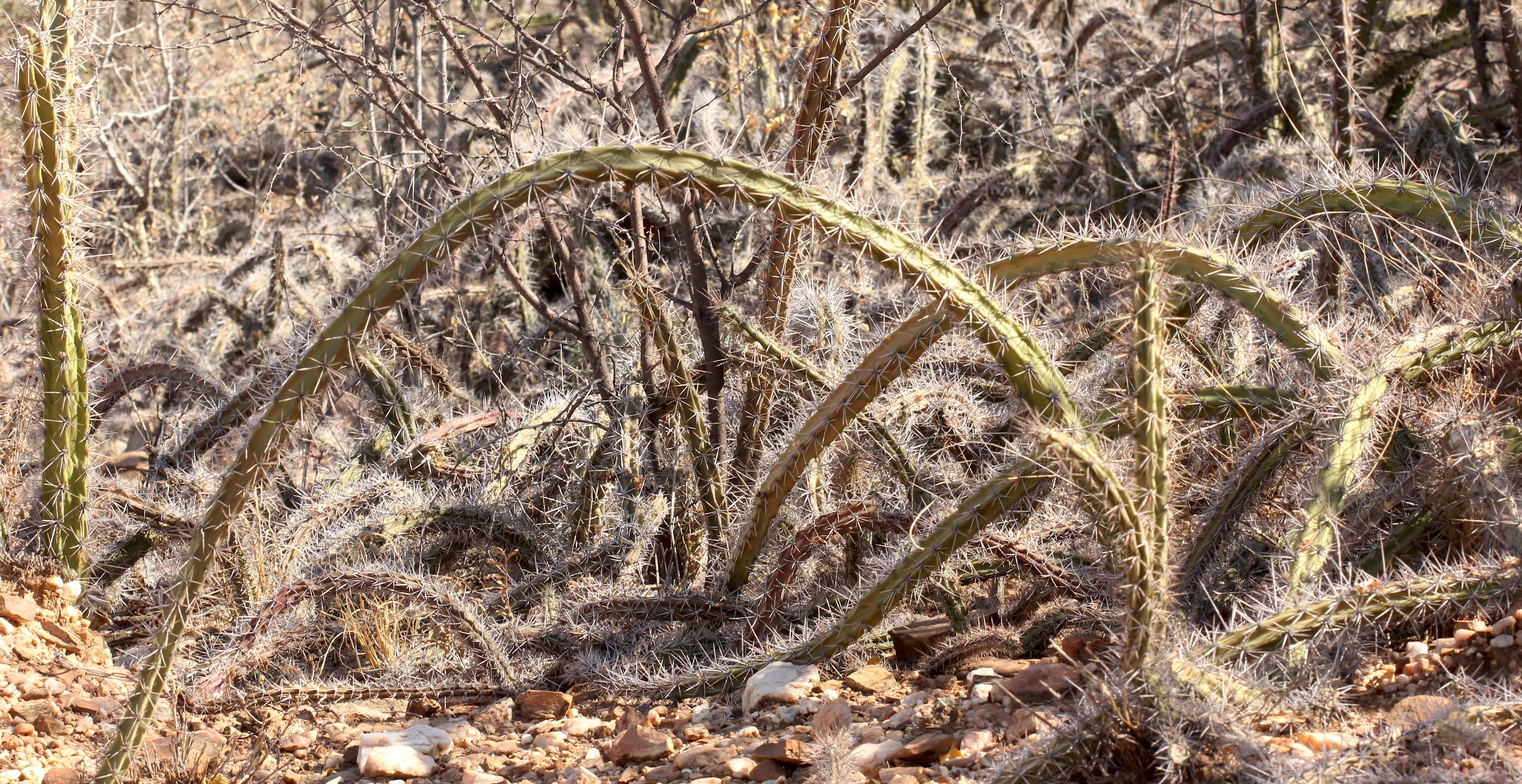 A dense thicket of visciously thorned cactii.