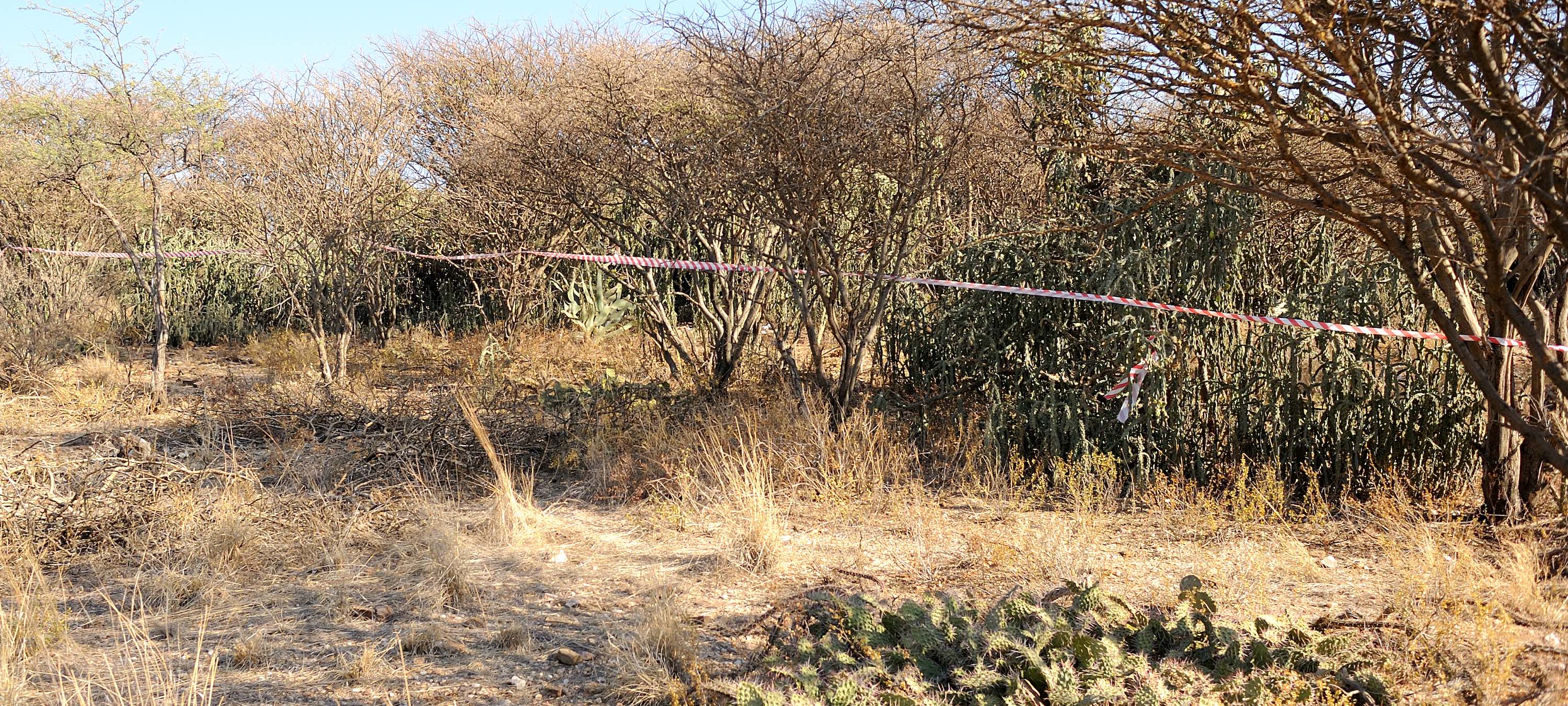 A group of African wild dogs.