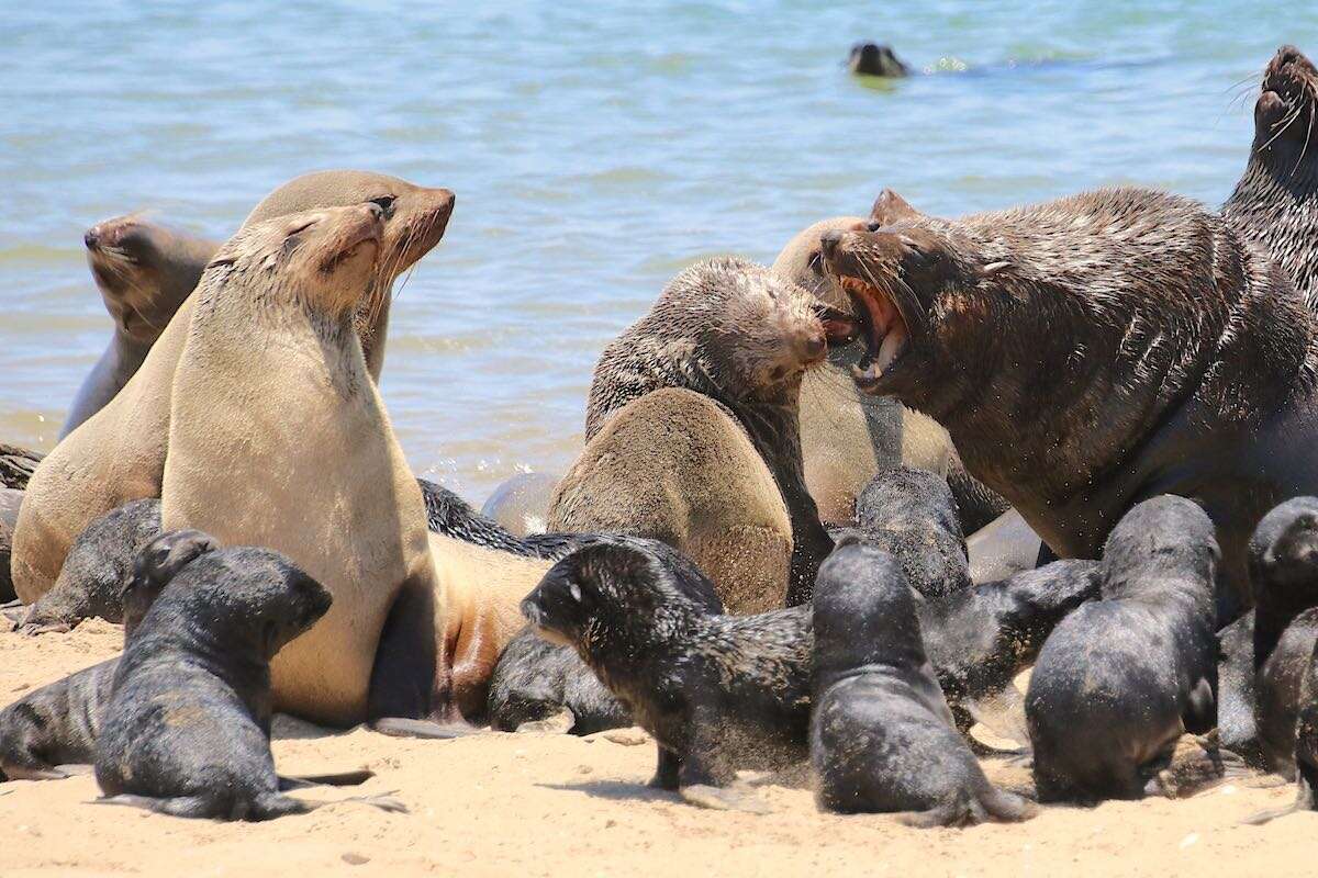 A cape fur seal barking at two others.