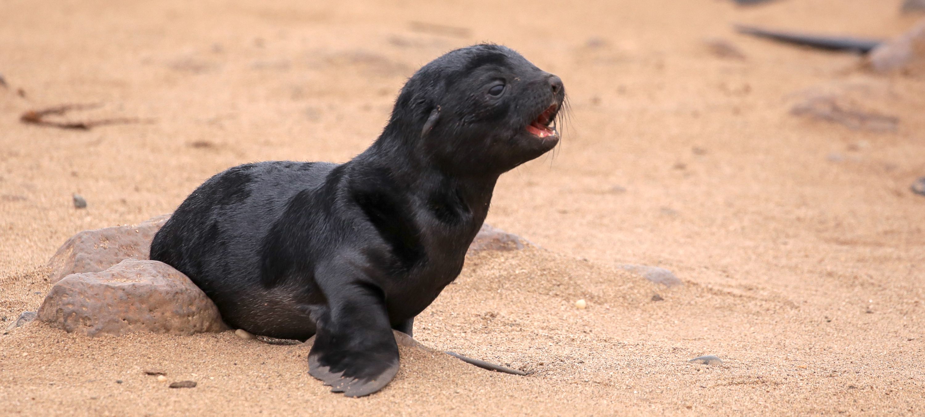 A seal cub.