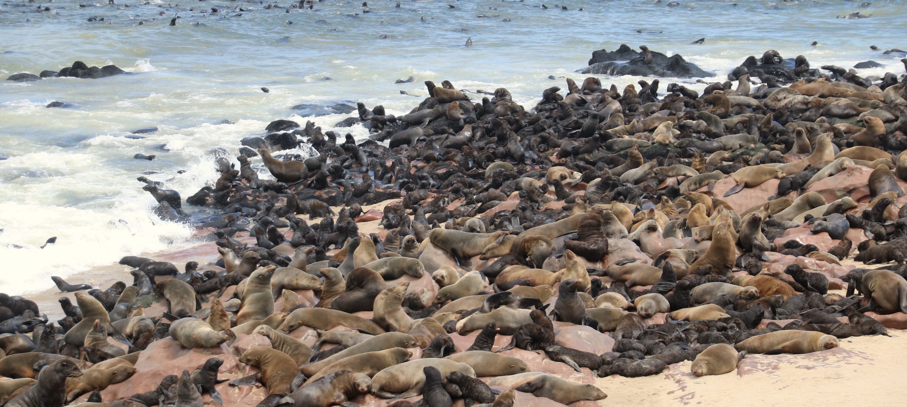 A dense group of several hundred cape fur seals on the beach.
