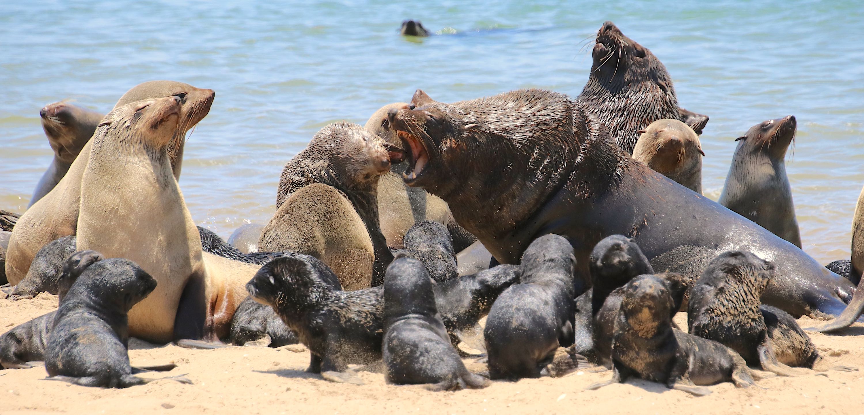 A group of cape fur seals, one of whom is barking loudly.