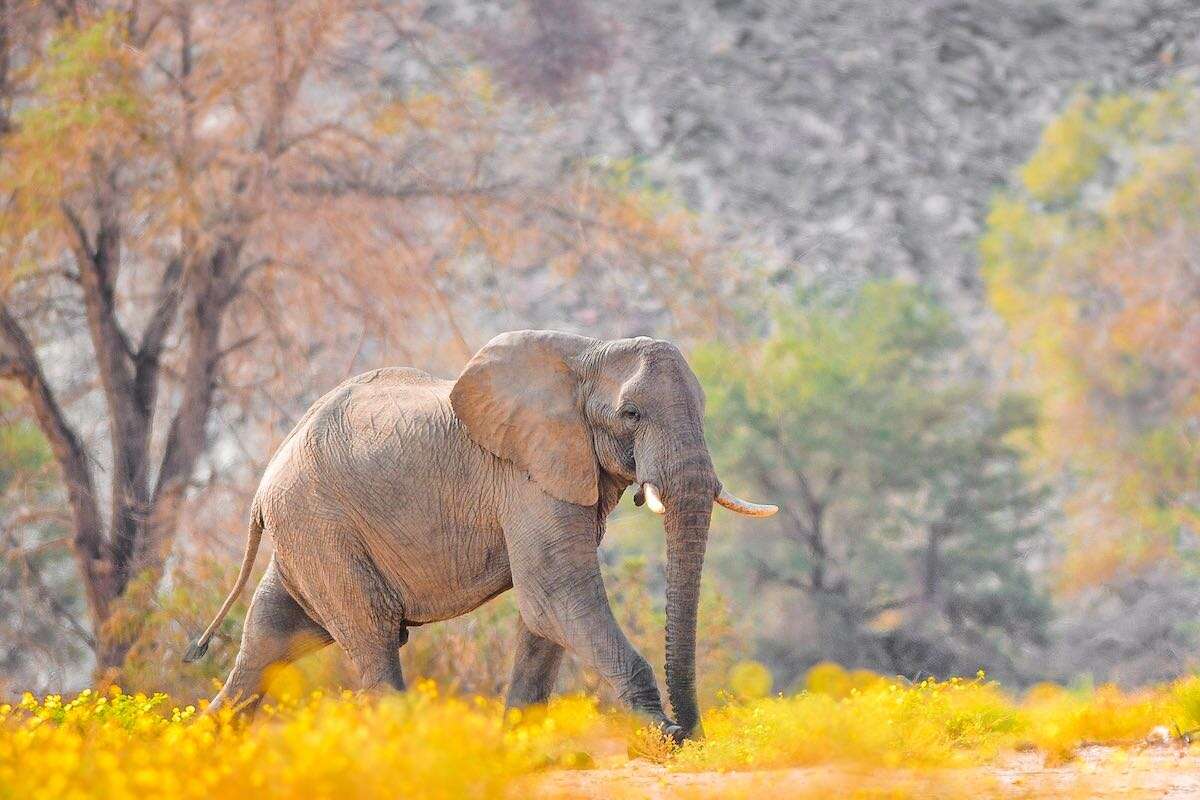 Side view of an elephant.