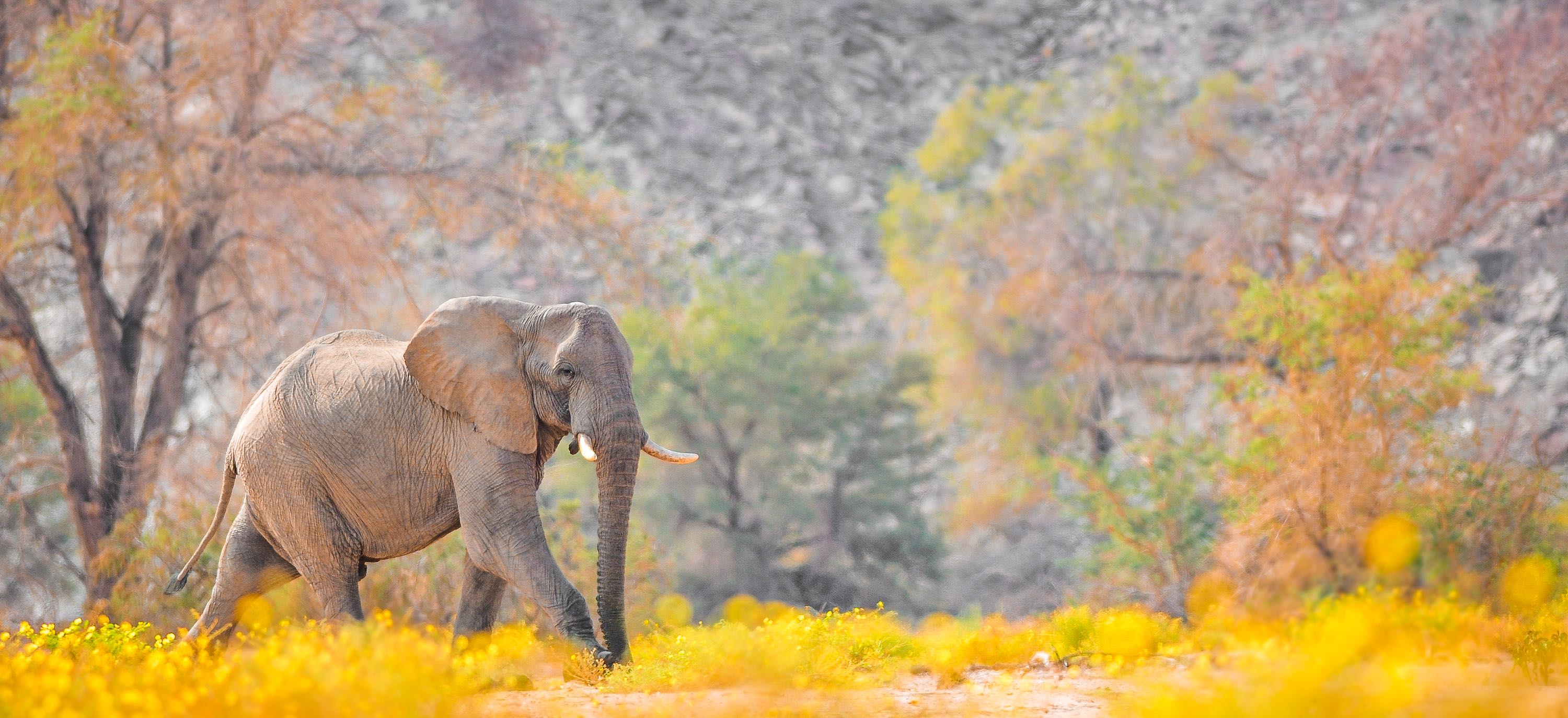 An elephant walks through golden coloured flora.