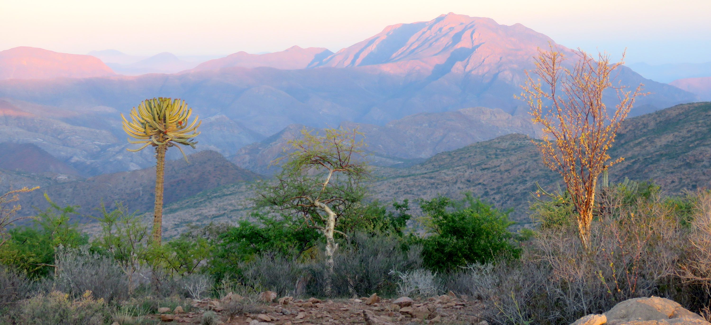 Exotic looking bushes in the foreground with pink-topped mountains in the background.