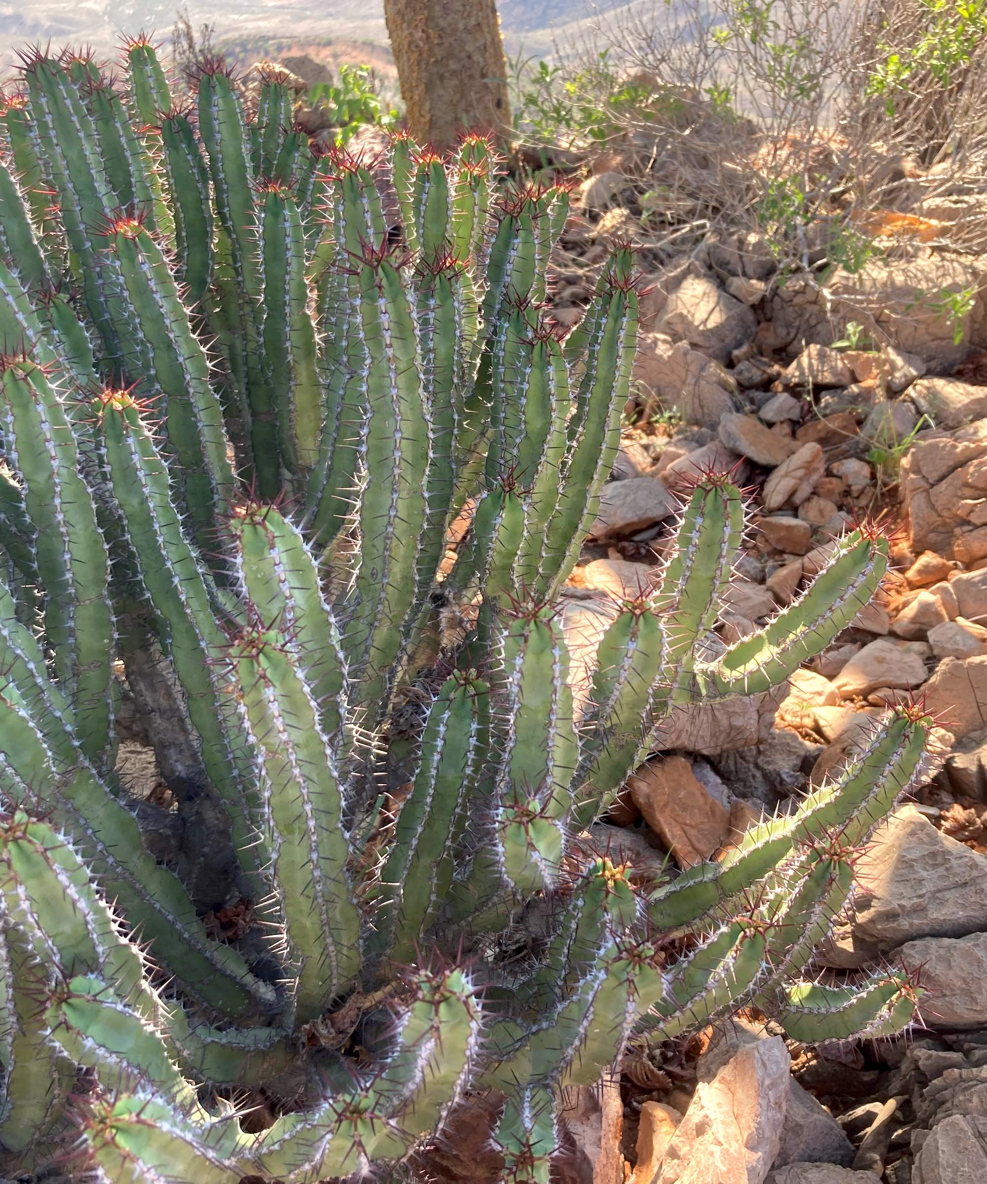 A cactus like plant growing from rocky ground.
