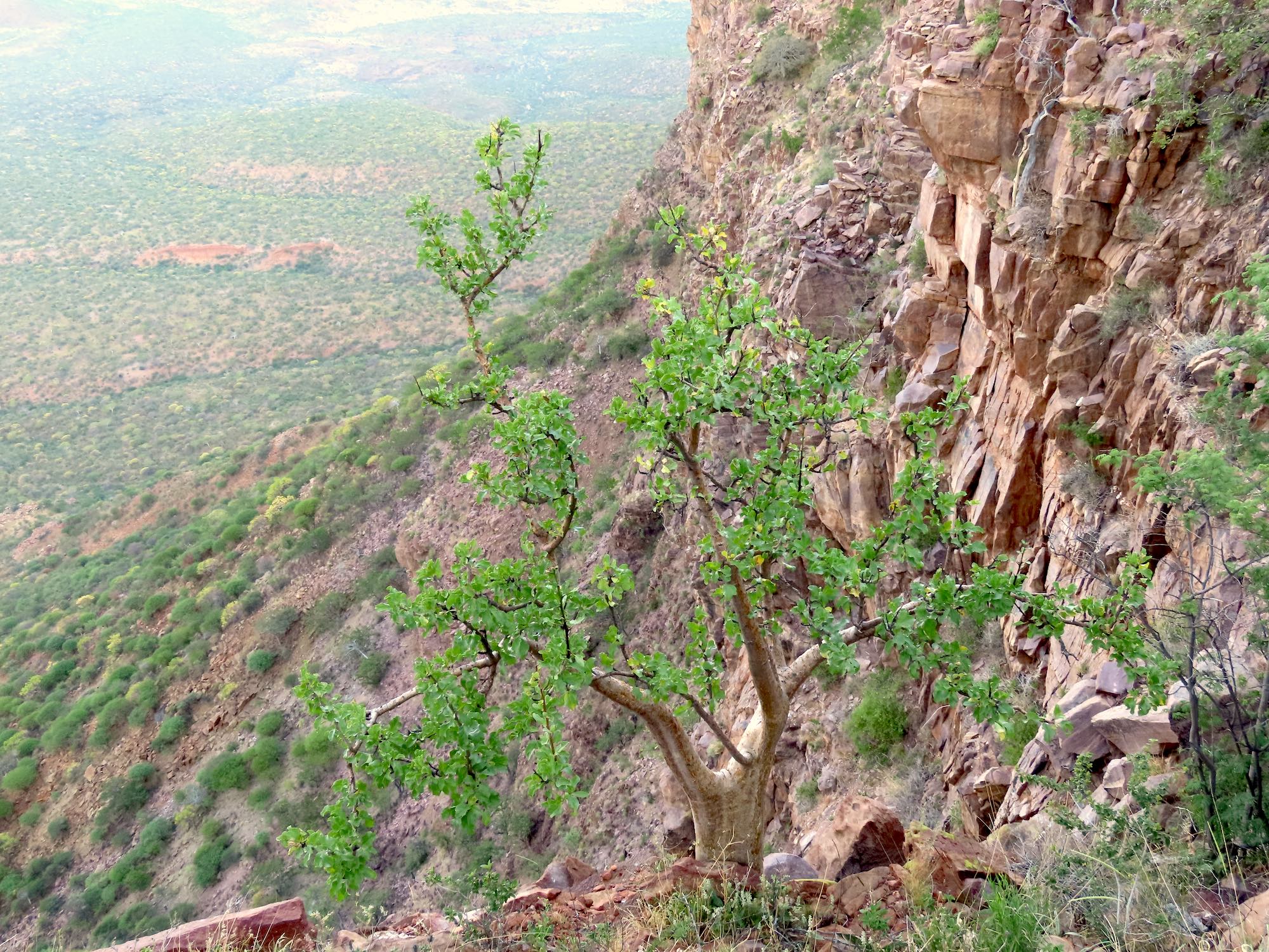 A green leafed tree clings to a steep rock face.