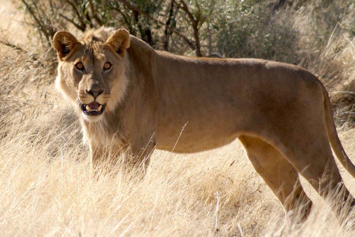 A lion turning to face the camera.