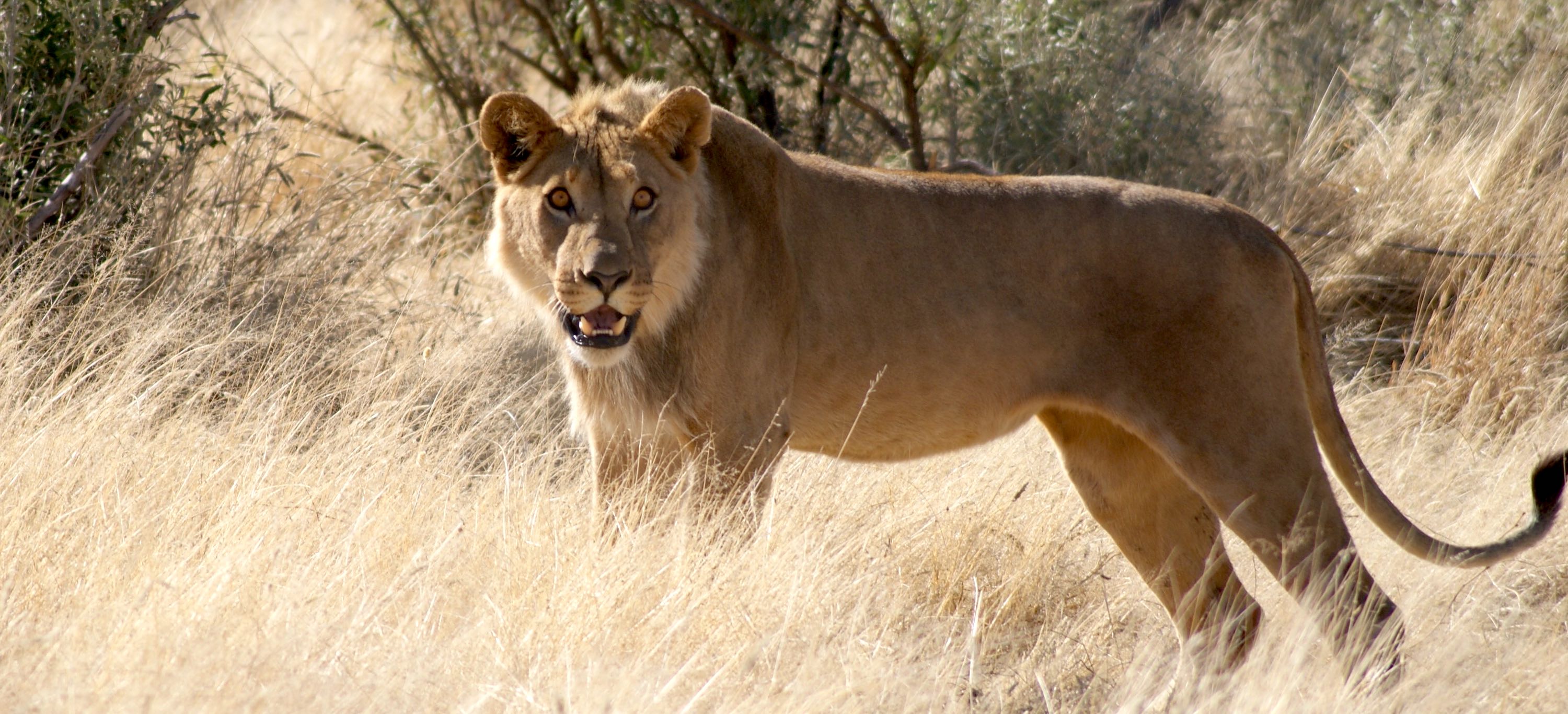 A male lion looks towards the camera.