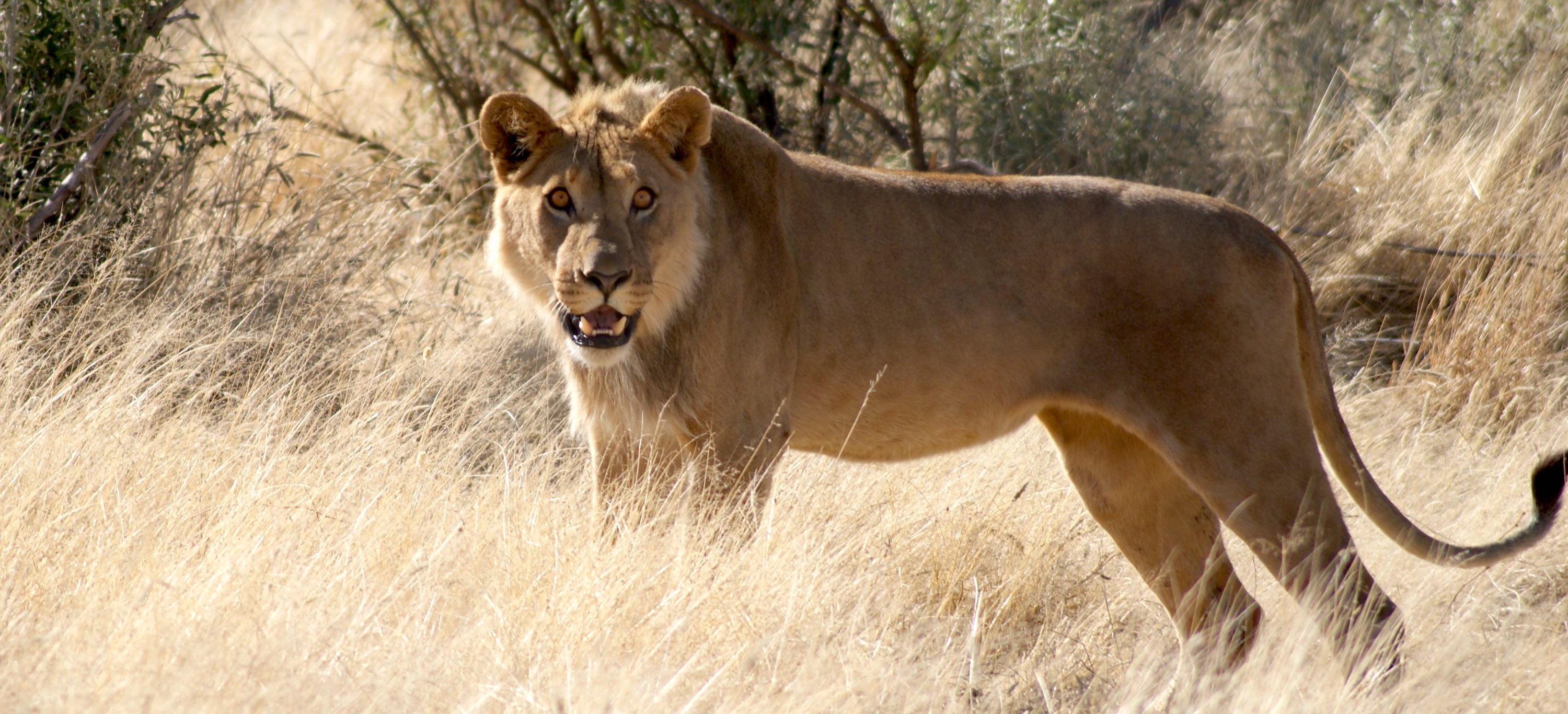 Can Namibia's desert lions survive humanity?, Environment