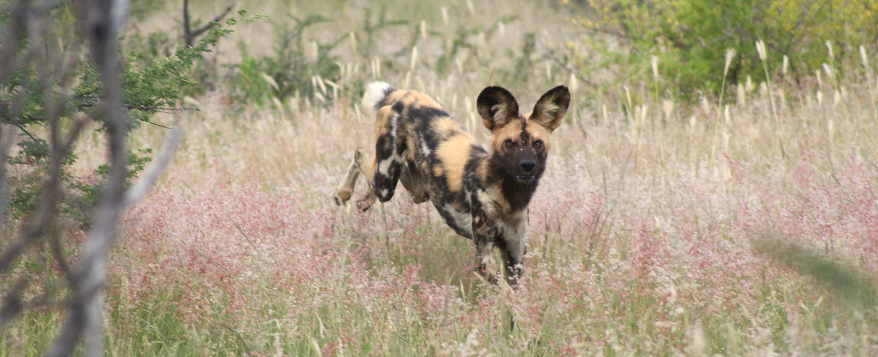 An african wild dog running.