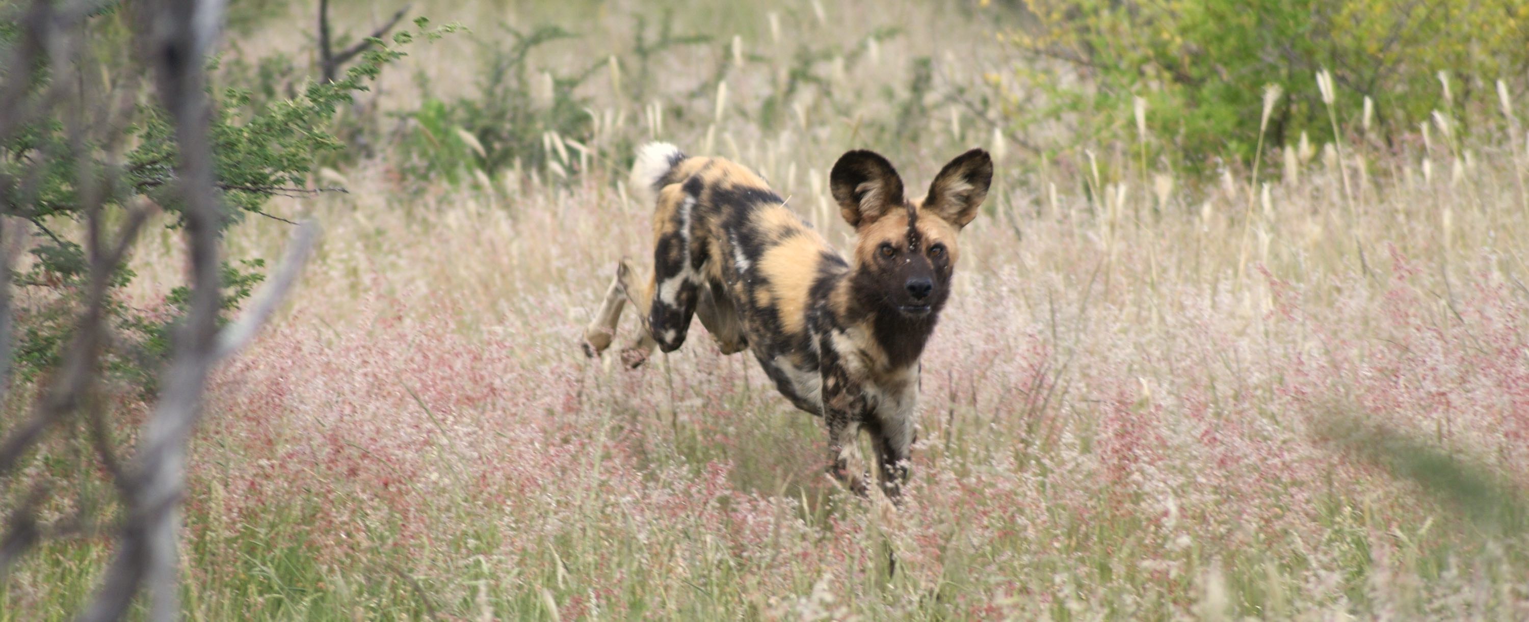 The future for conflict African Wild Dogs in Namibia – is a metapopulation  approach the answer?