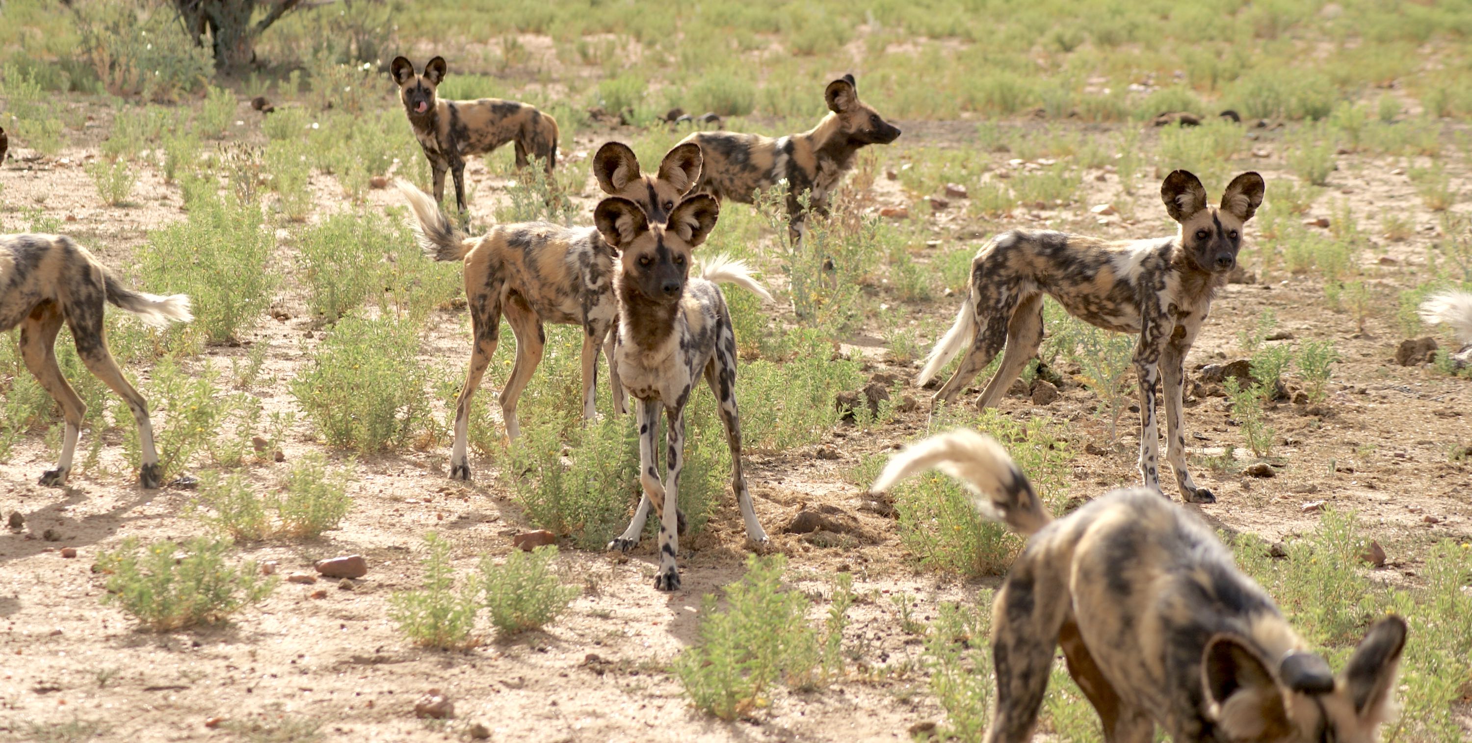 A group of african wild dogs.