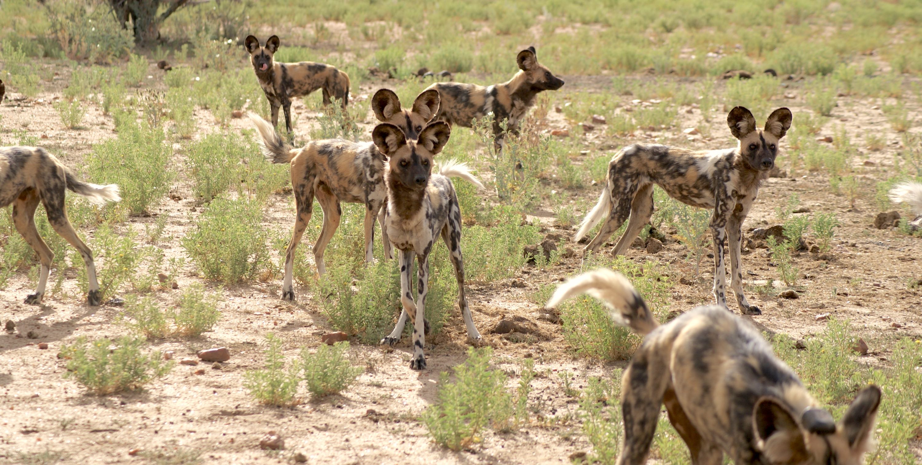 What Is A Pack Of Wild Dogs Called What Is A Pack Of Wild Dogs Called