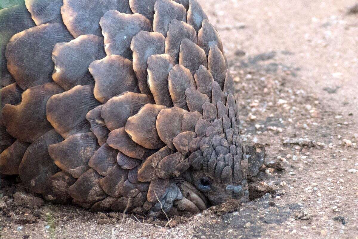 A pangolin burrowing in the earth.