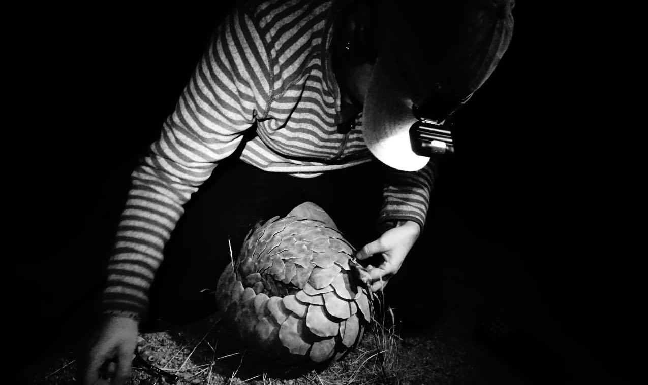A woman wearing a headlamp leaning over a pangolin.