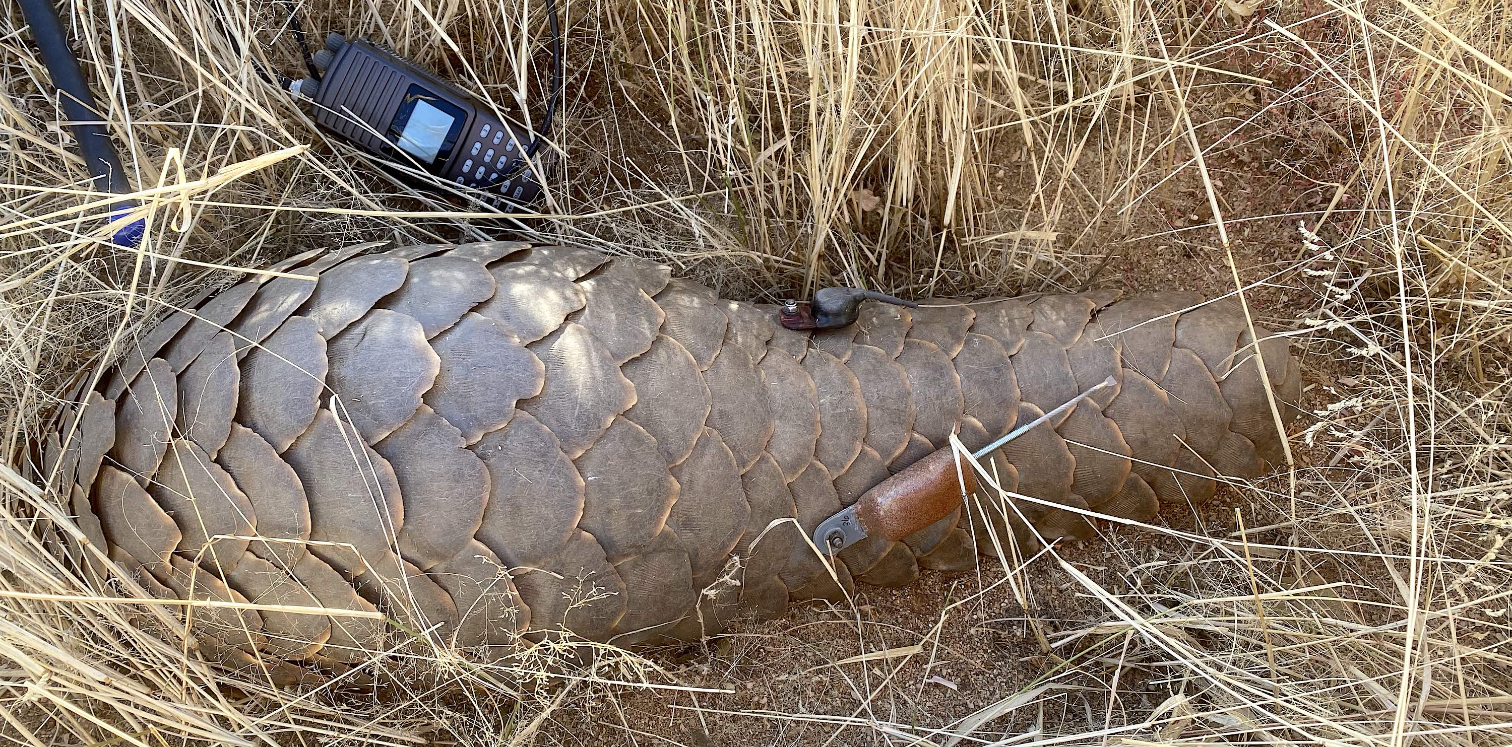 A pangolin being fitted with tracking devices.