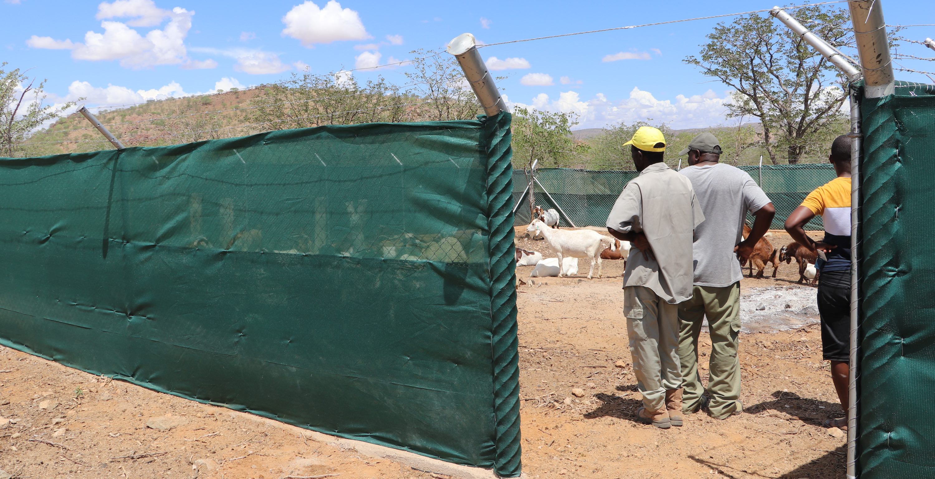 Three men inside the high metal fence of a goat kraal.