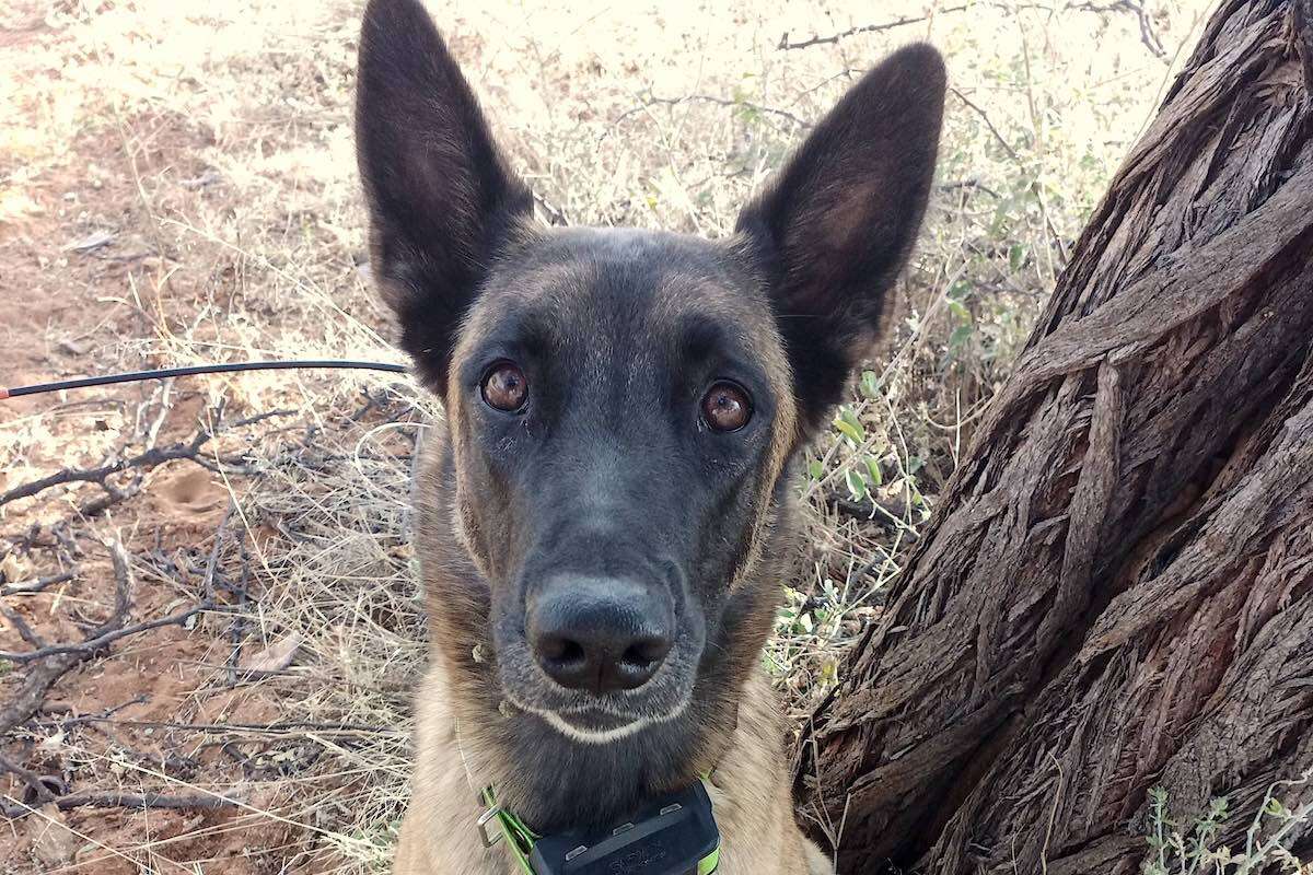 A close up of a Belgian Malinois dog.