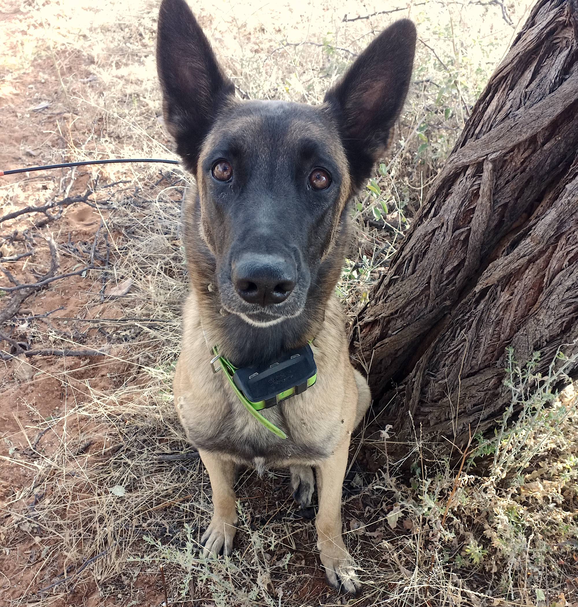 A Belgian Malinois dog stares up at the camera.