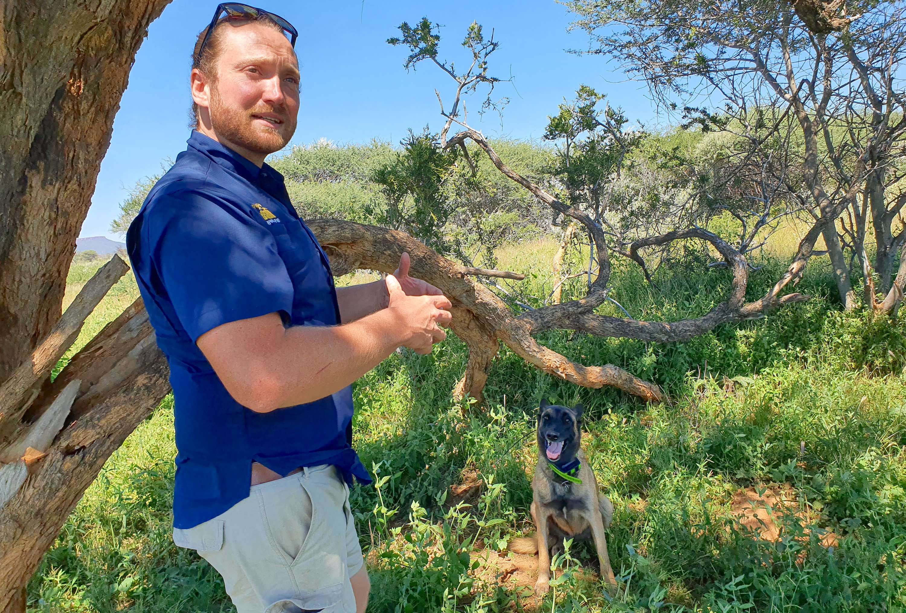 A man in a blue shirt and a Belgian Malinois dog next to a tree.
