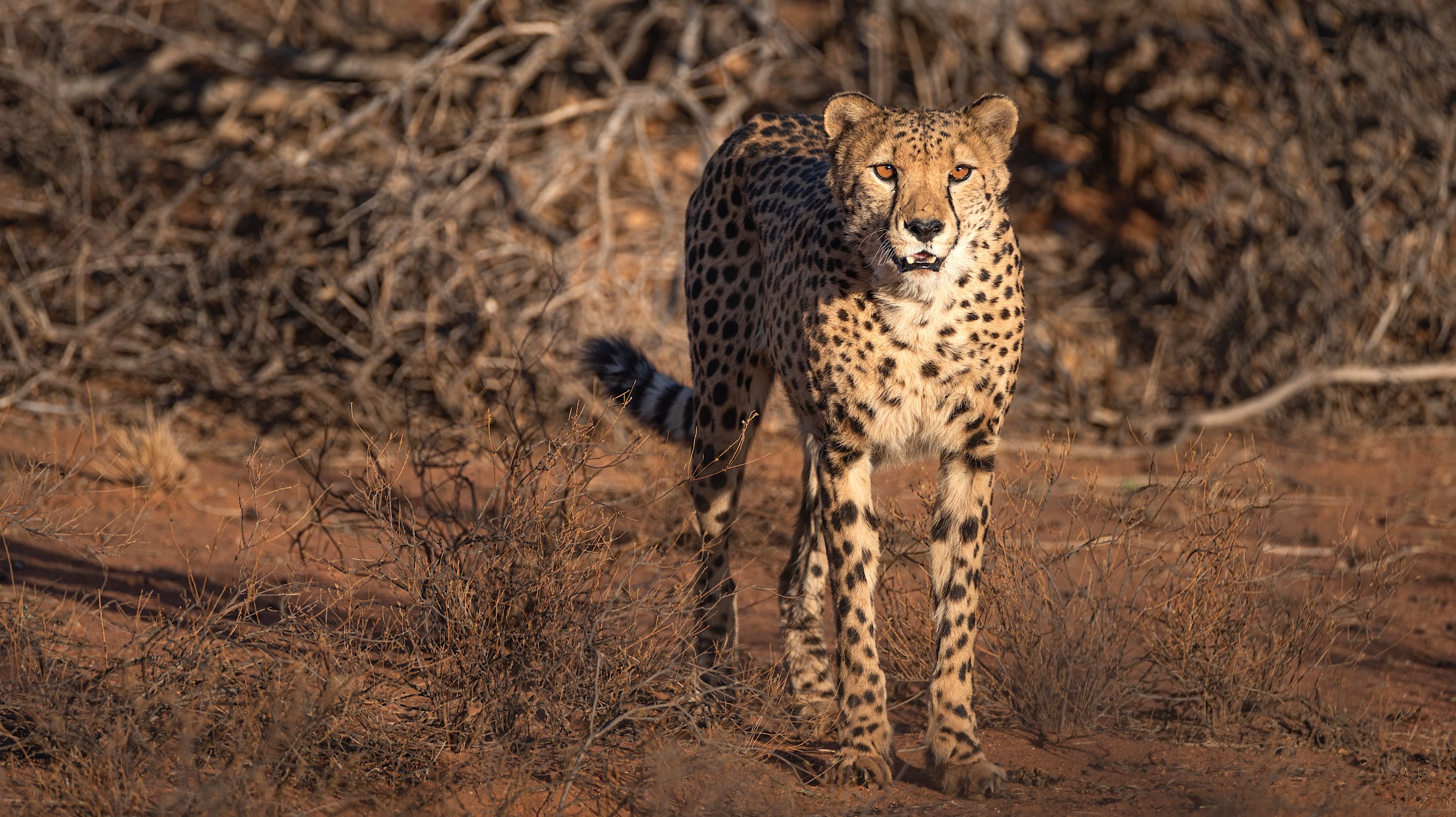 A beautiful cheetah.