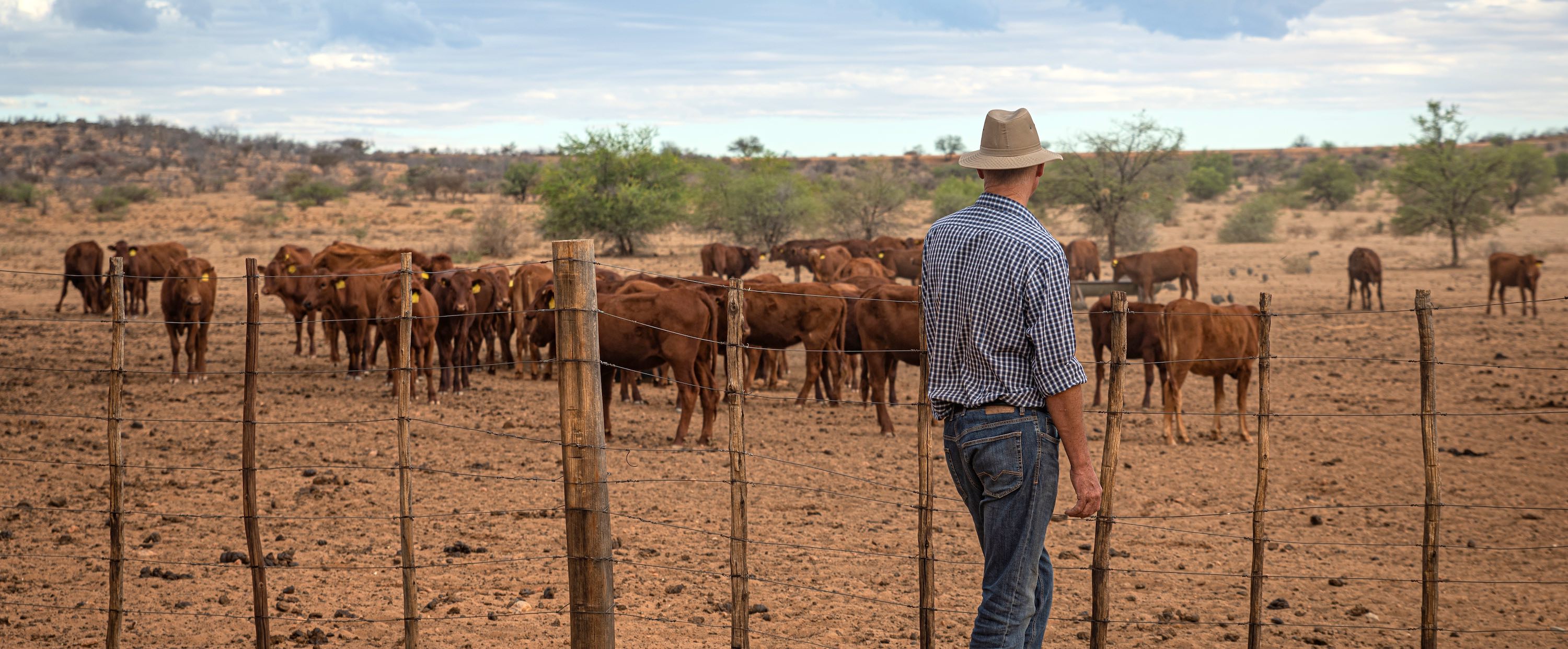 A man with his back to the camera looks over a fence at a herd of cattle.